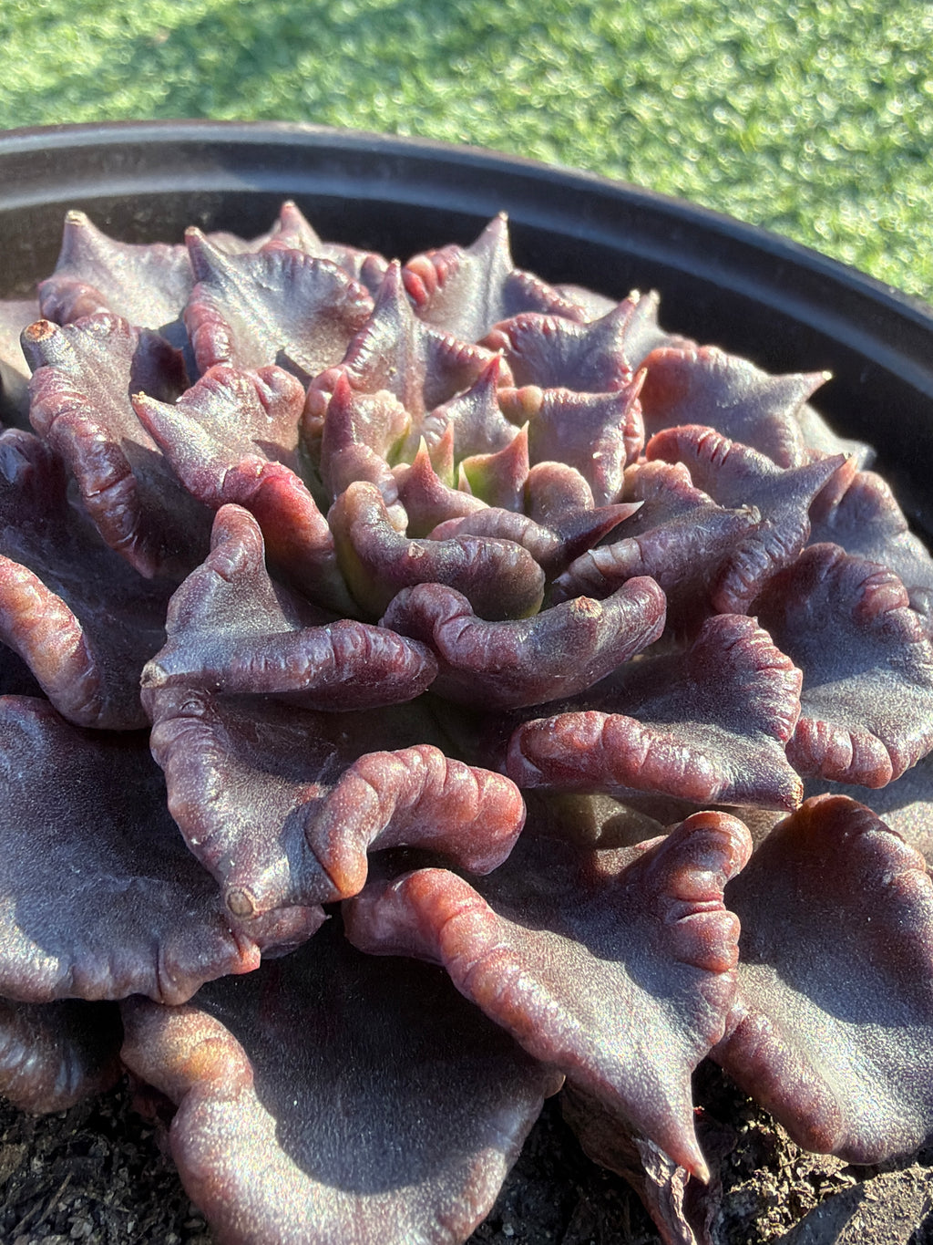 Rare Succulent 'Black Madiba' Live Plant | Farm Grown | Legally Imported | Fast Ship CA