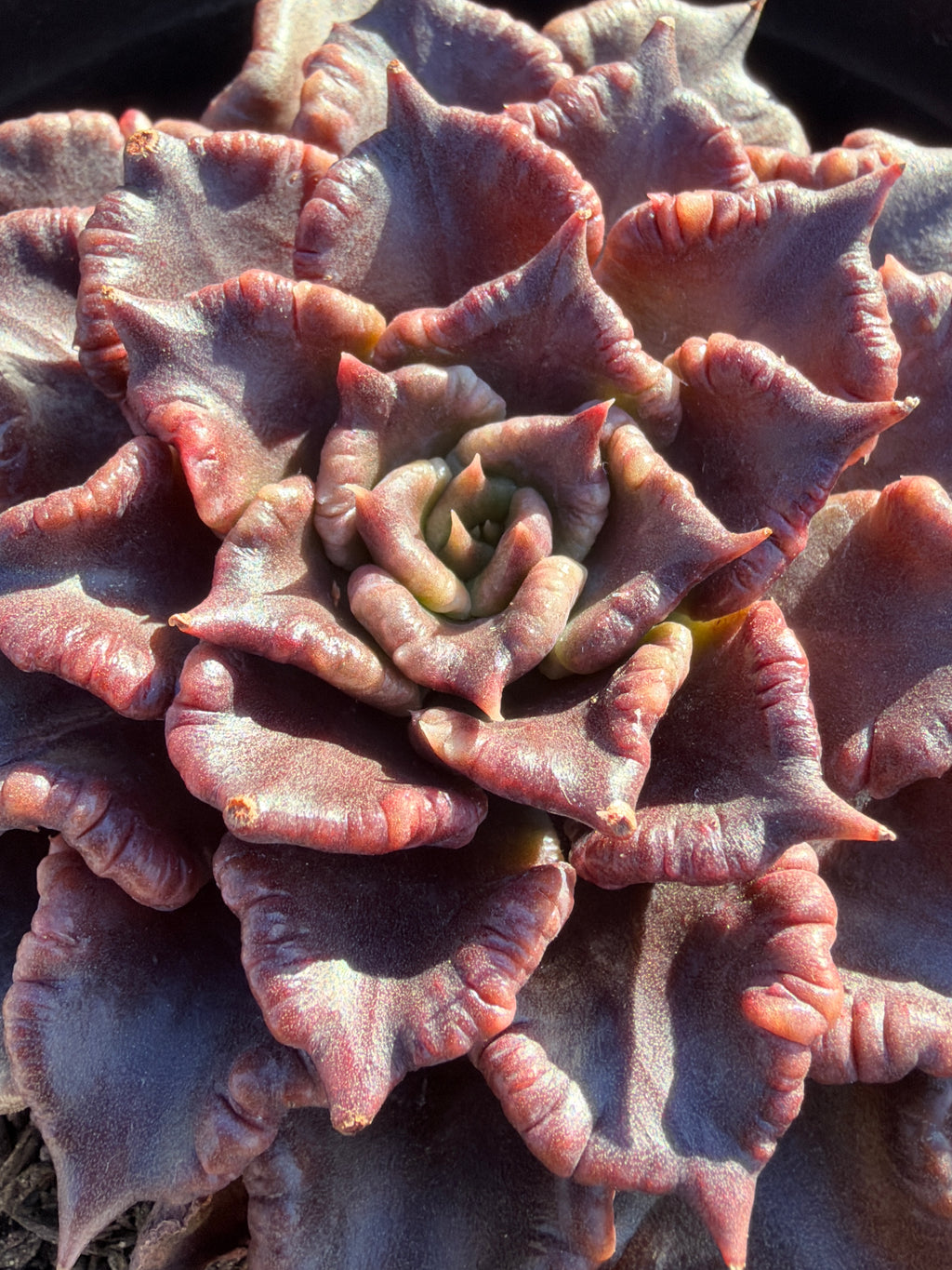 Rare Succulent 'Black Madiba' Live Plant | Farm Grown | Legally Imported | Fast Ship CA