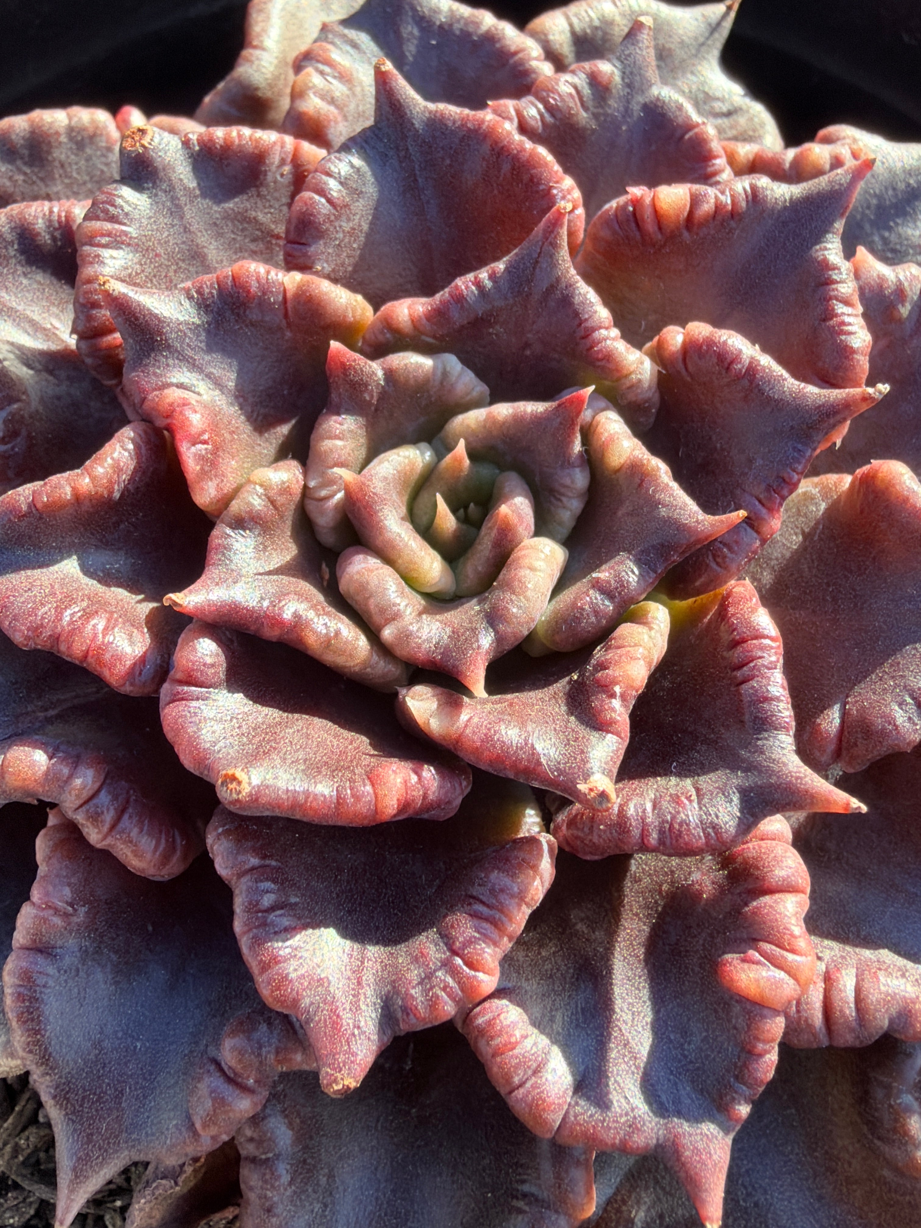 Rare Succulent 'Black Madiba' Live Plant | Farm Grown | Legally Imported | Fast Ship CA