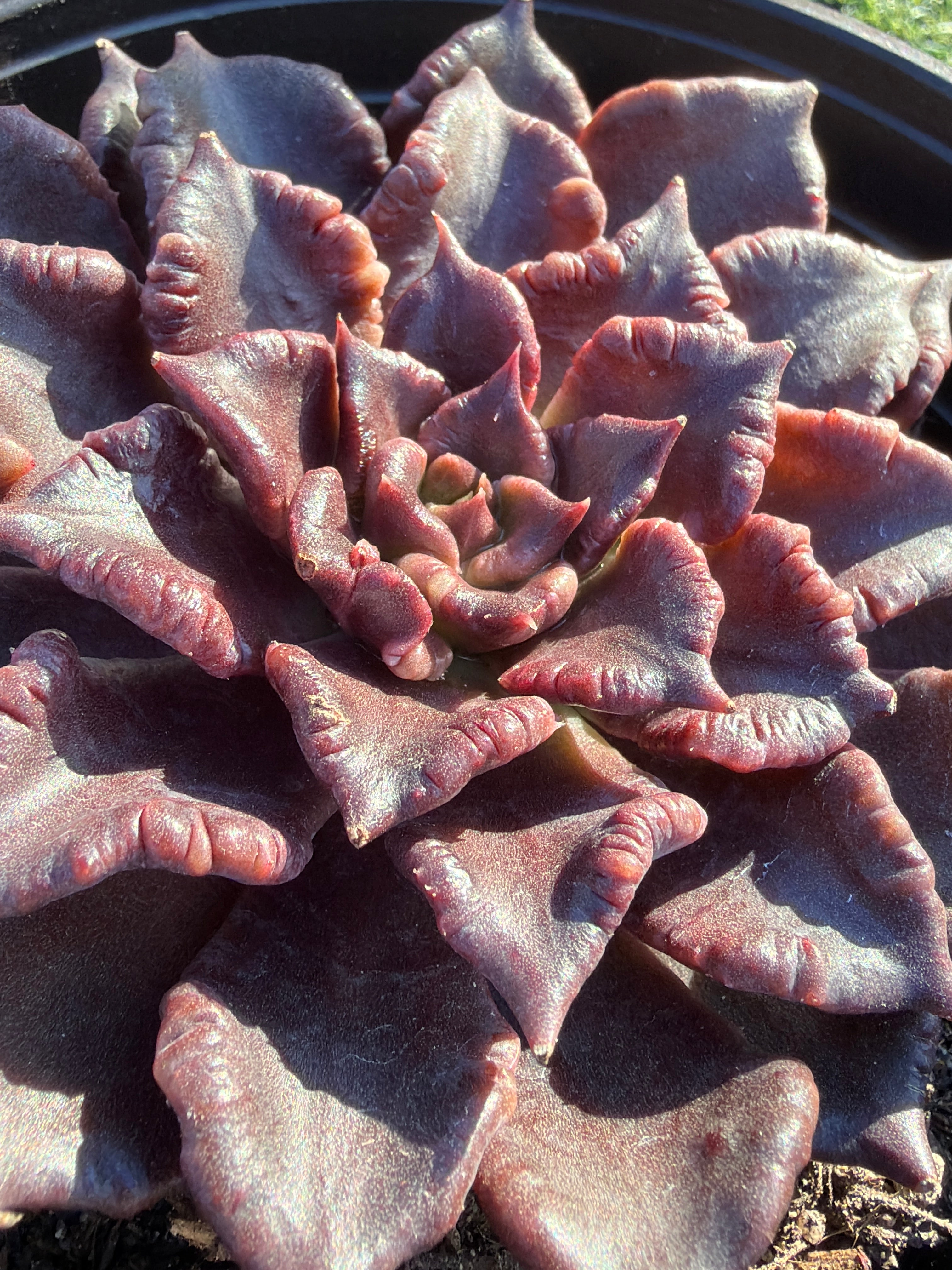 Rare Succulent 'Black Madiba' Live Plant | Farm Grown | Legally Imported | Fast Ship CA
