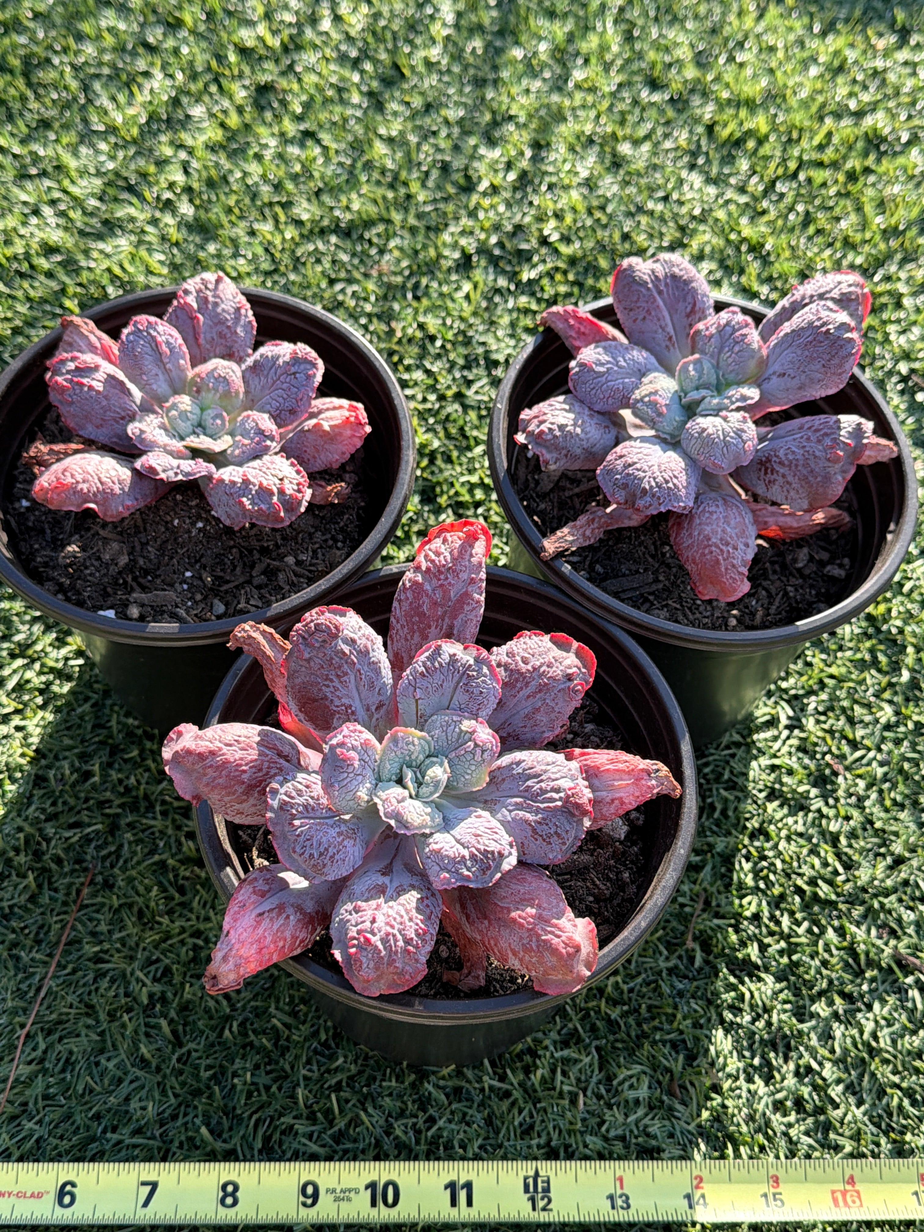 Rare Echeveria ‘Baron Bold’ – Premium Hybrid Succulent, Imported & CA‑Acclimated