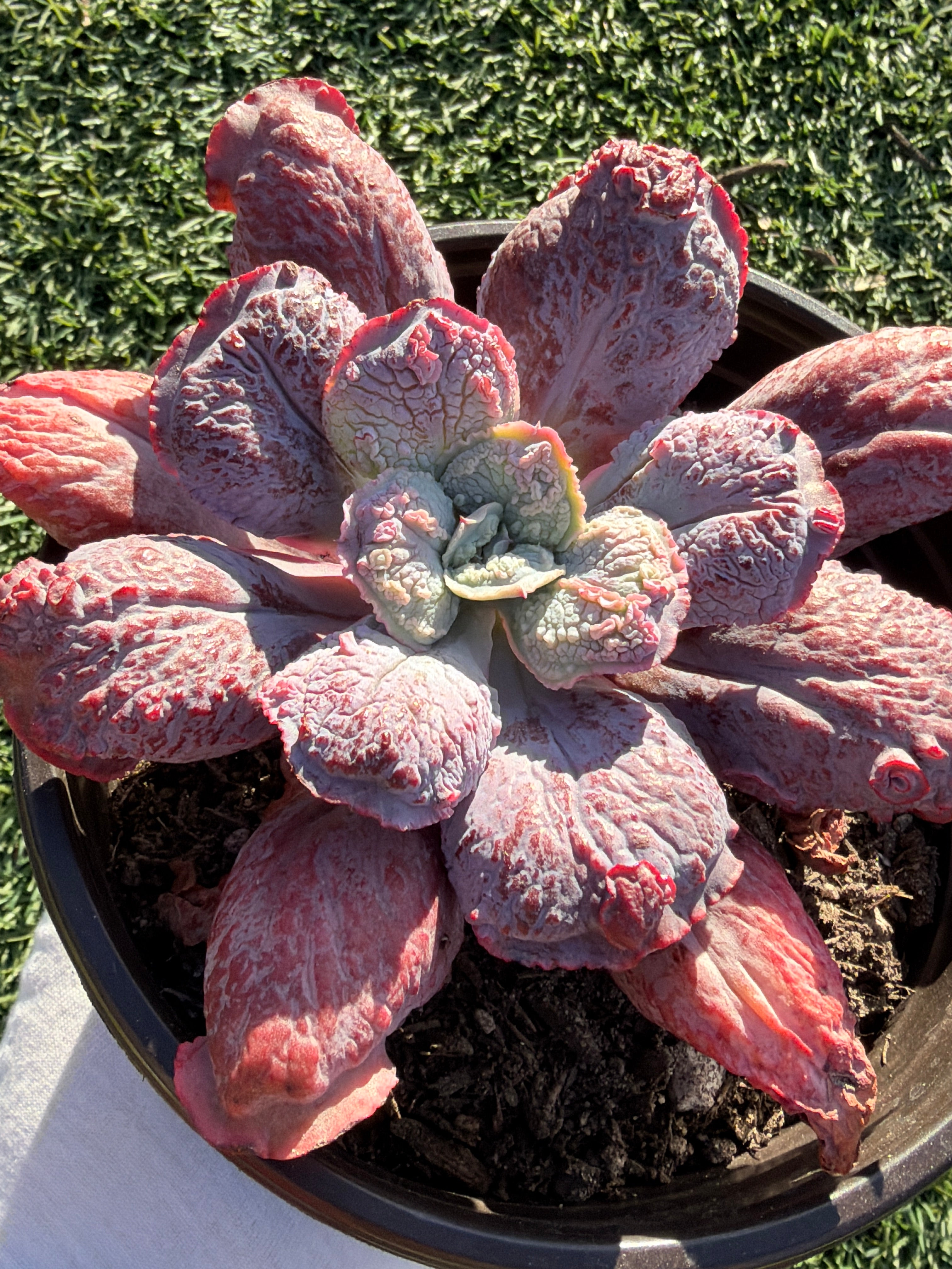 Rare Echeveria ‘Baron Bold’ – Premium Hybrid Succulent, Imported & CA‑Acclimated
