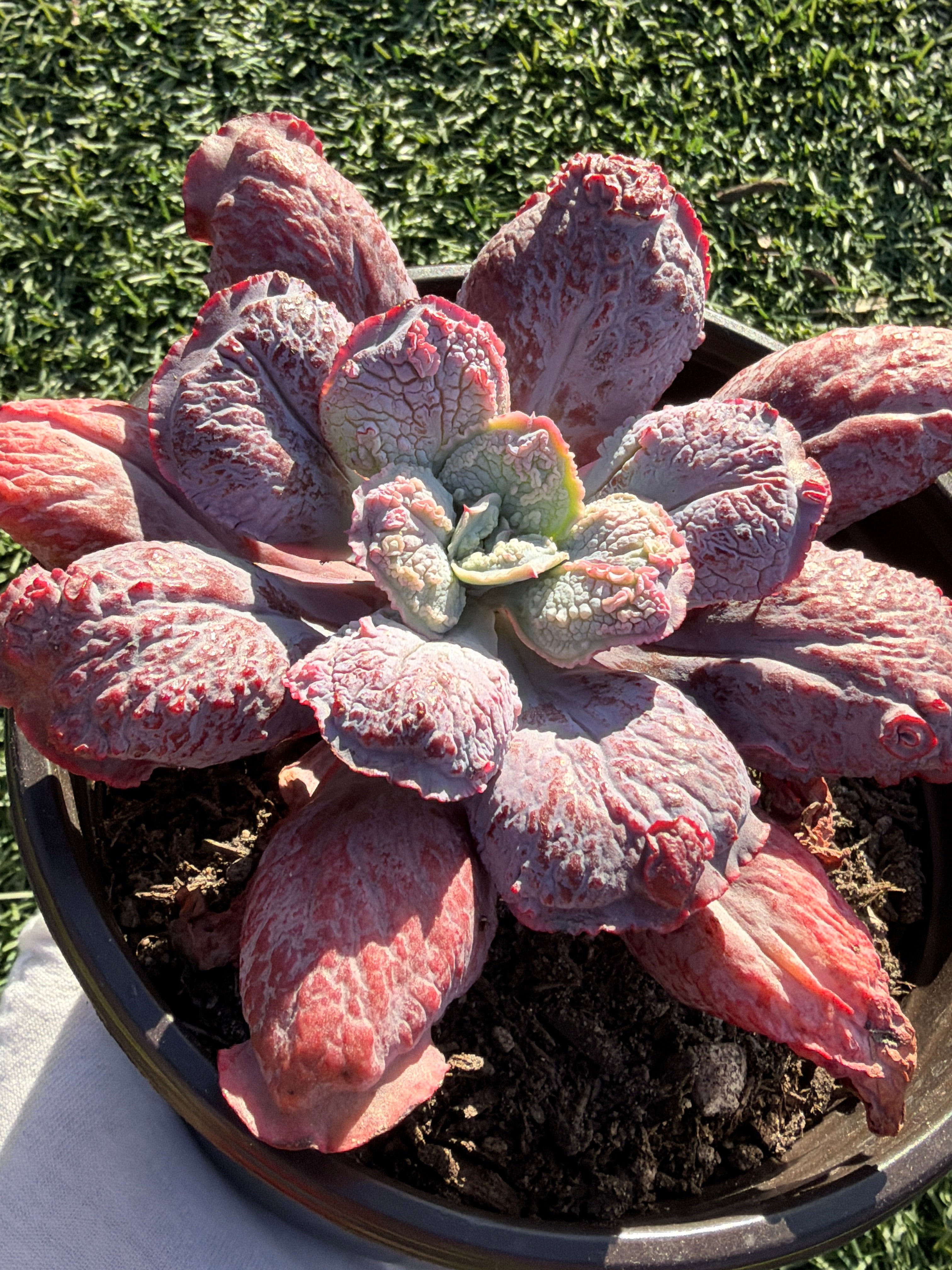 Rare Echeveria ‘Baron Bold’ – Premium Hybrid Succulent, Imported & CA‑Acclimated