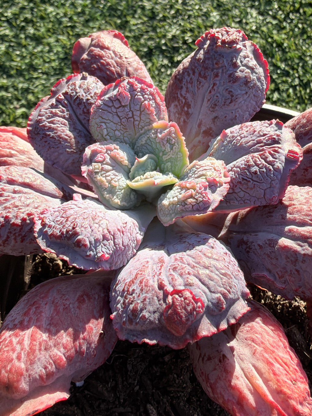 Rare Echeveria ‘Baron Bold’ – Premium Hybrid Succulent, Imported & CA‑Acclimated