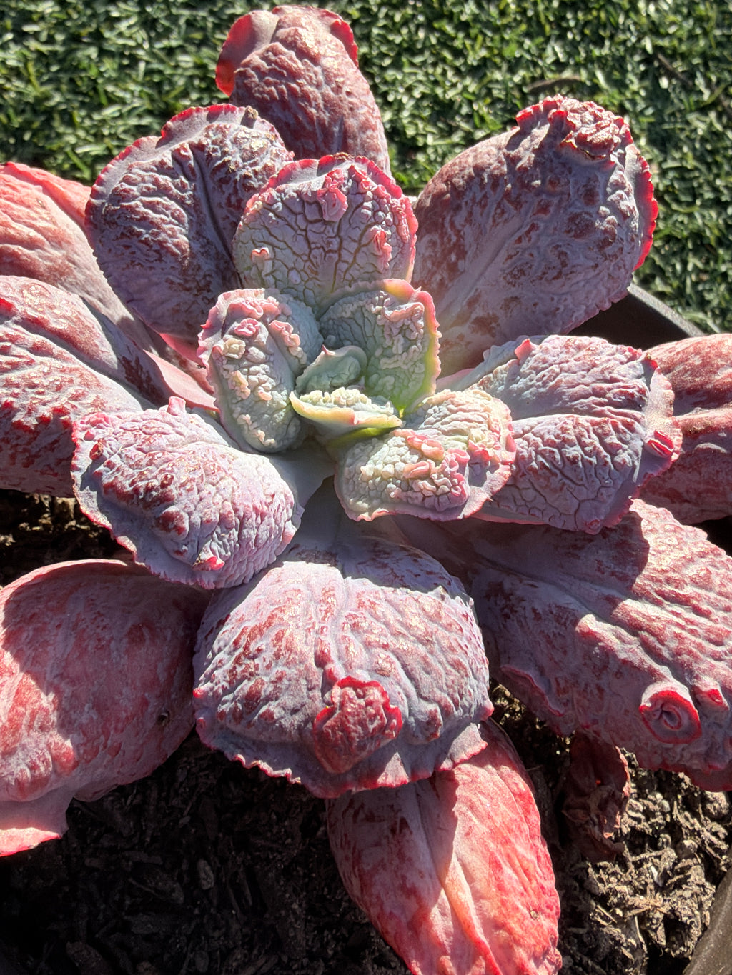 Rare Echeveria ‘Baron Bold’ – Premium Hybrid Succulent, Imported & CA‑Acclimated