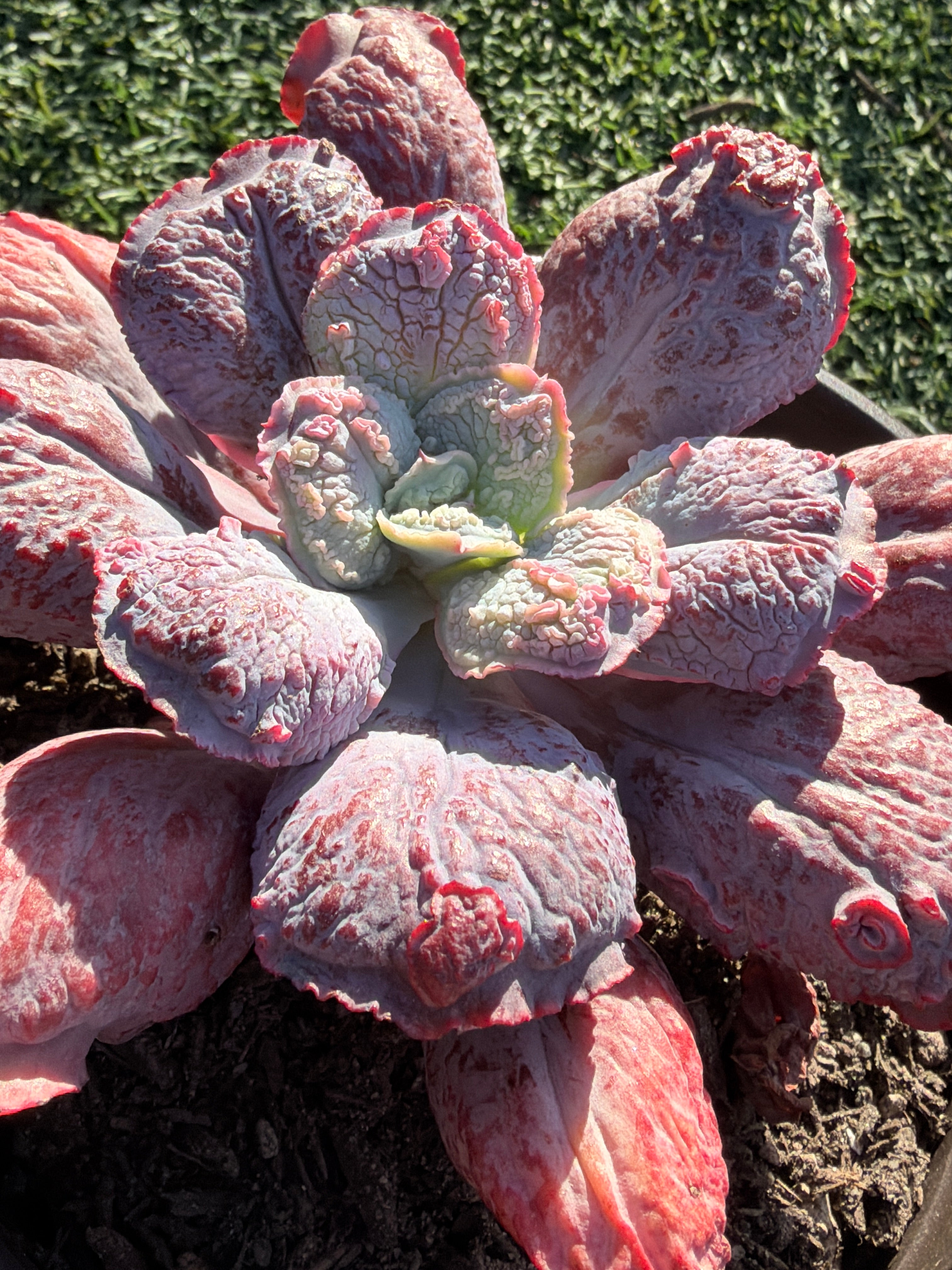 Rare Echeveria ‘Baron Bold’ – Premium Hybrid Succulent, Imported & CA‑Acclimated