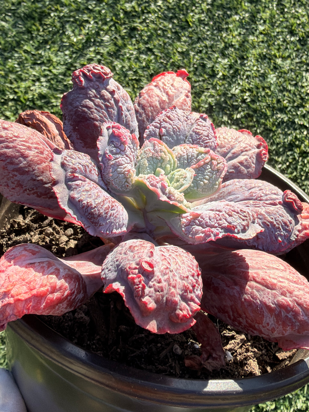 Rare Echeveria ‘Baron Bold’ – Premium Hybrid Succulent, Imported & CA‑Acclimated