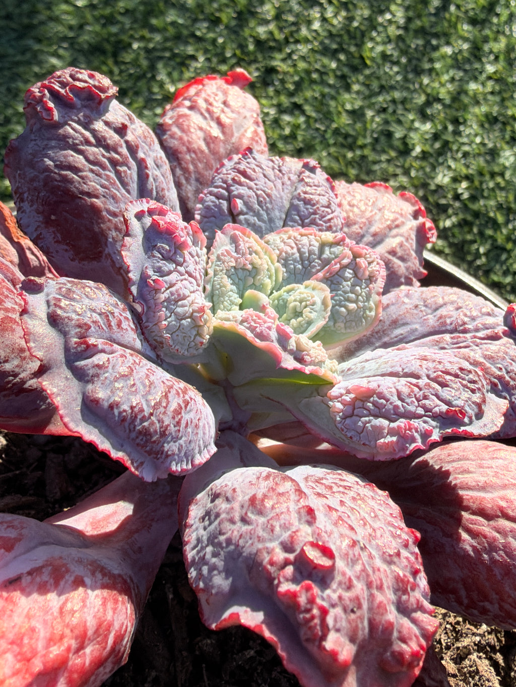 Rare Echeveria ‘Baron Bold’ – Premium Hybrid Succulent, Imported & CA‑Acclimated