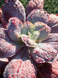 Rare Echeveria ‘Baron Bold’ – Premium Hybrid Succulent, Imported & CA‑Acclimated