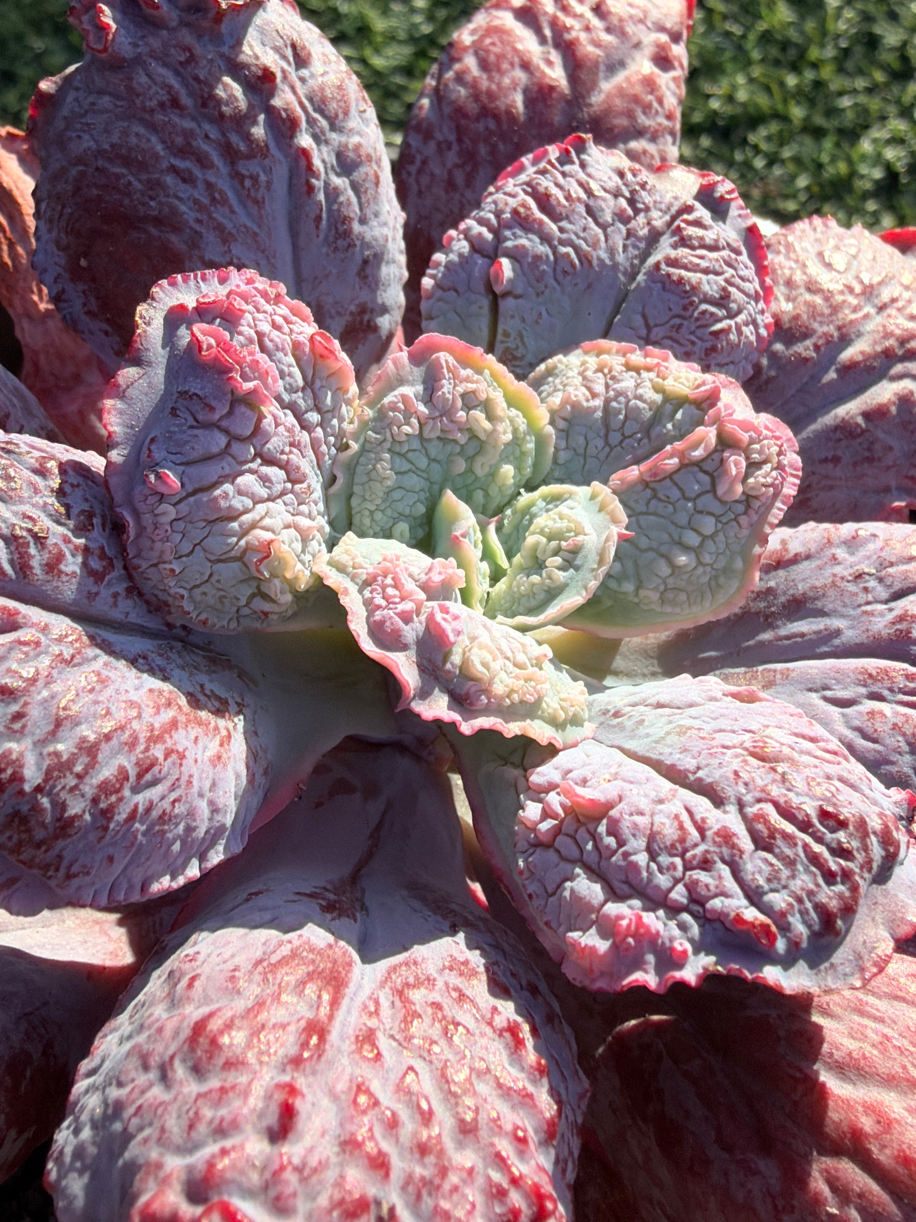 Rare Echeveria ‘Baron Bold’ – Premium Hybrid Succulent, Imported & CA‑Acclimated