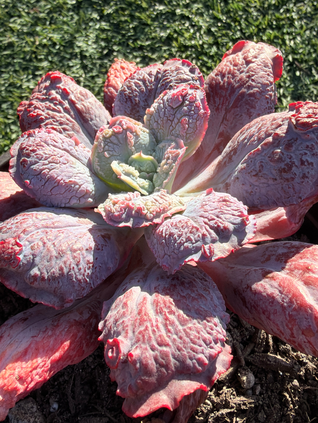 Rare Echeveria ‘Baron Bold’ – Premium Hybrid Succulent, Imported & CA‑Acclimated
