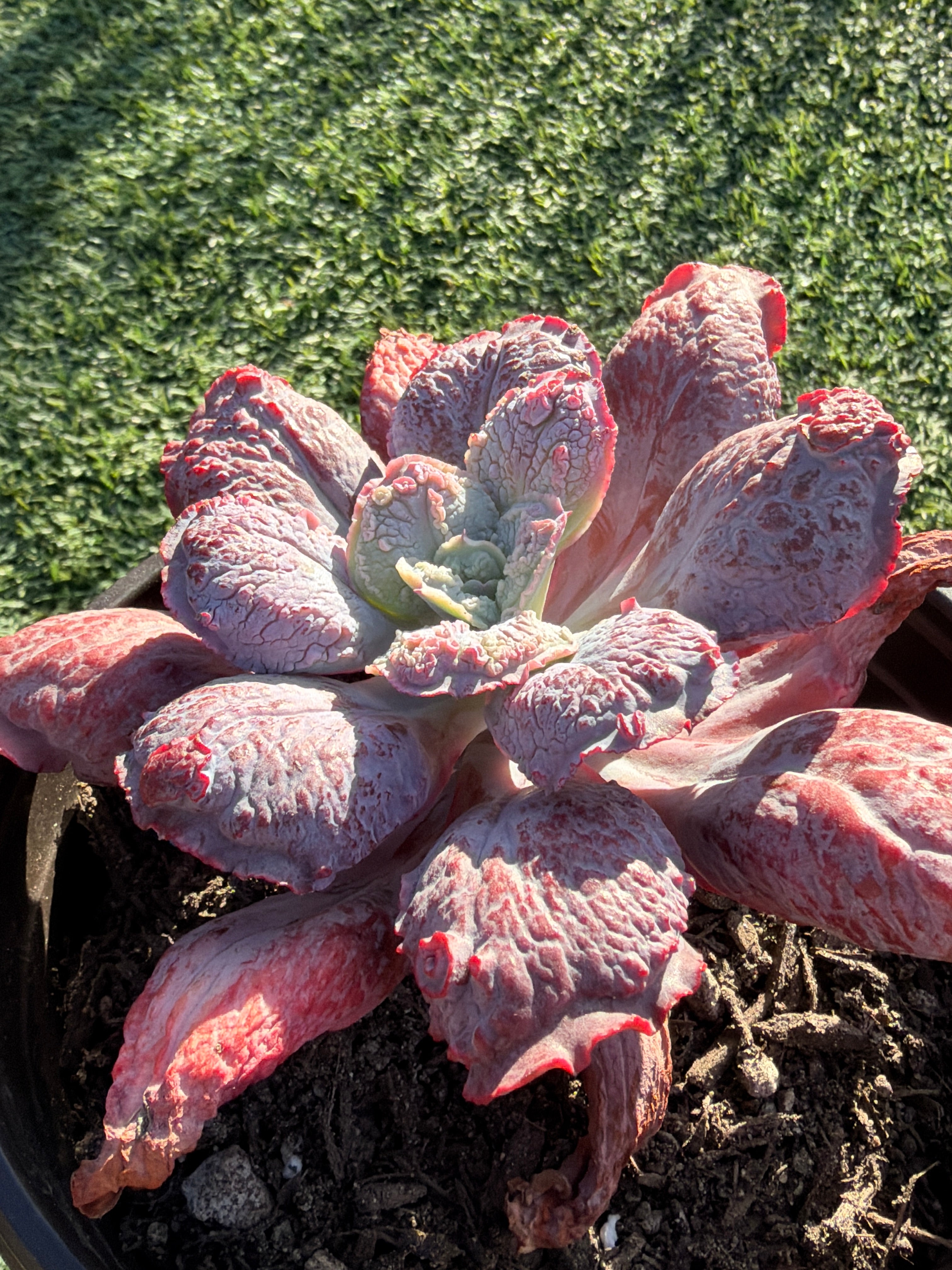 Rare Echeveria ‘Baron Bold’ – Premium Hybrid Succulent, Imported & CA‑Acclimated