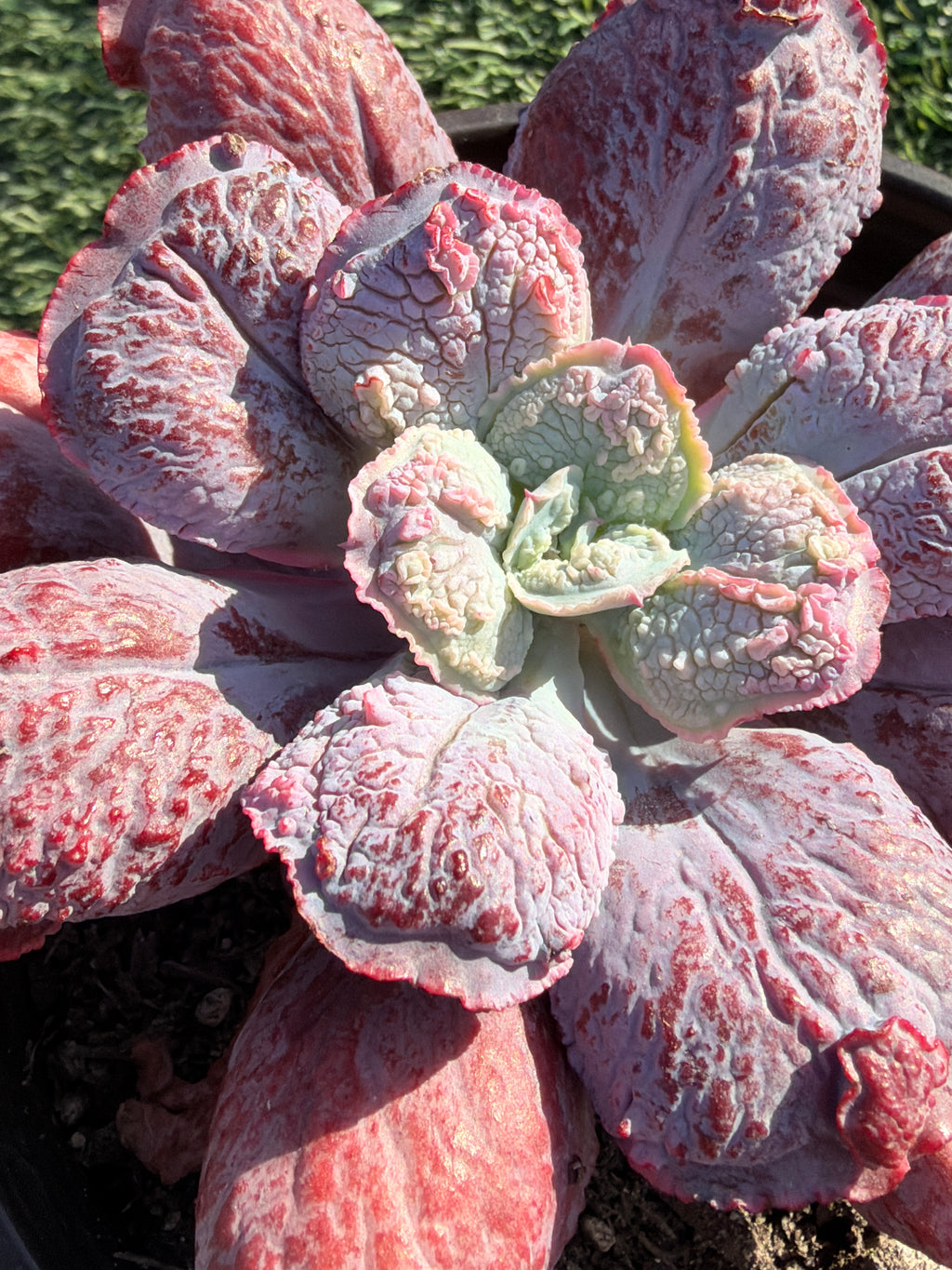 Rare Echeveria ‘Baron Bold’ – Premium Hybrid Succulent, Imported & CA‑Acclimated