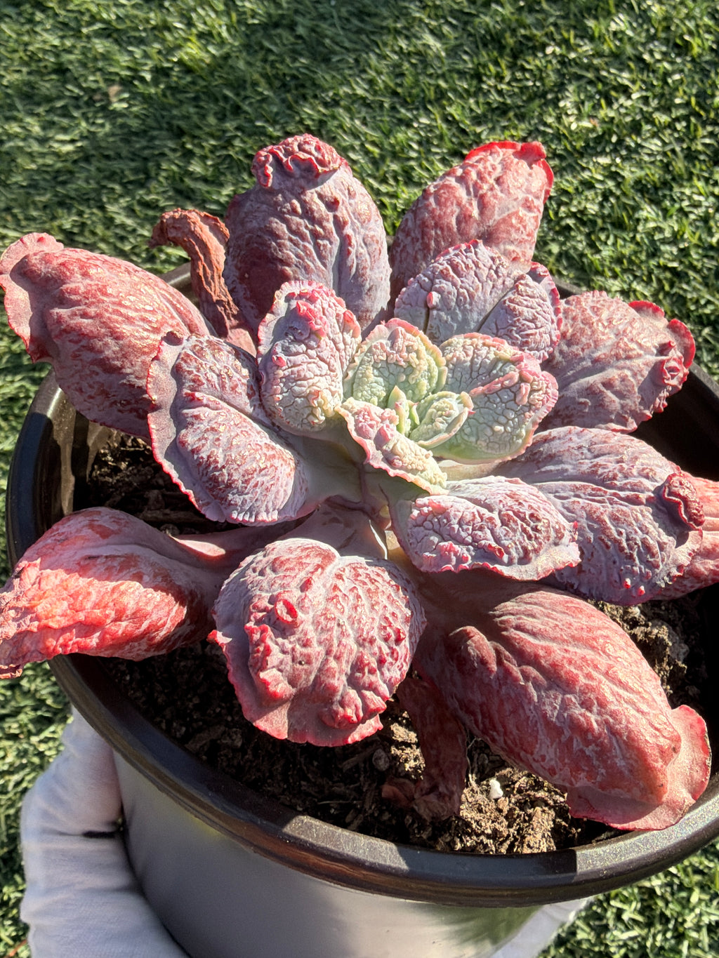 Rare Echeveria ‘Baron Bold’ – Premium Hybrid Succulent, Imported & CA‑Acclimated