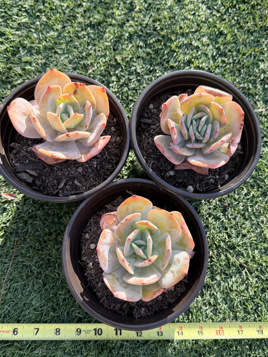 Rare Echeveria Hakuhou | Imported Live Succulent | Huamoo Amigo Farm