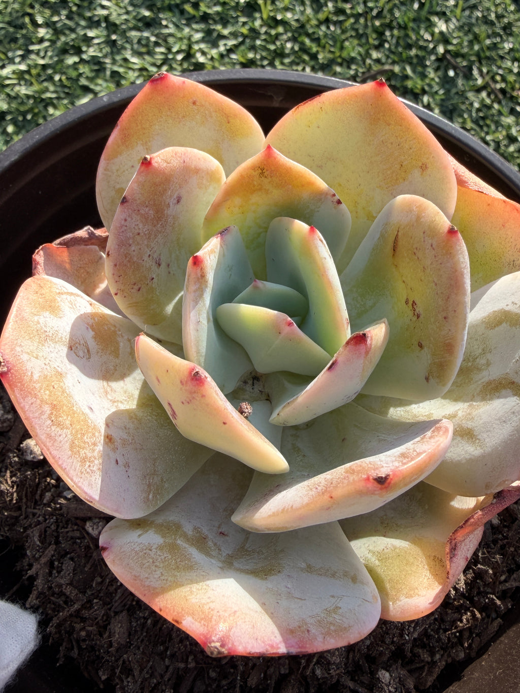 Rare Echeveria Hakuhou | Imported Live Succulent | Huamoo Amigo Farm
