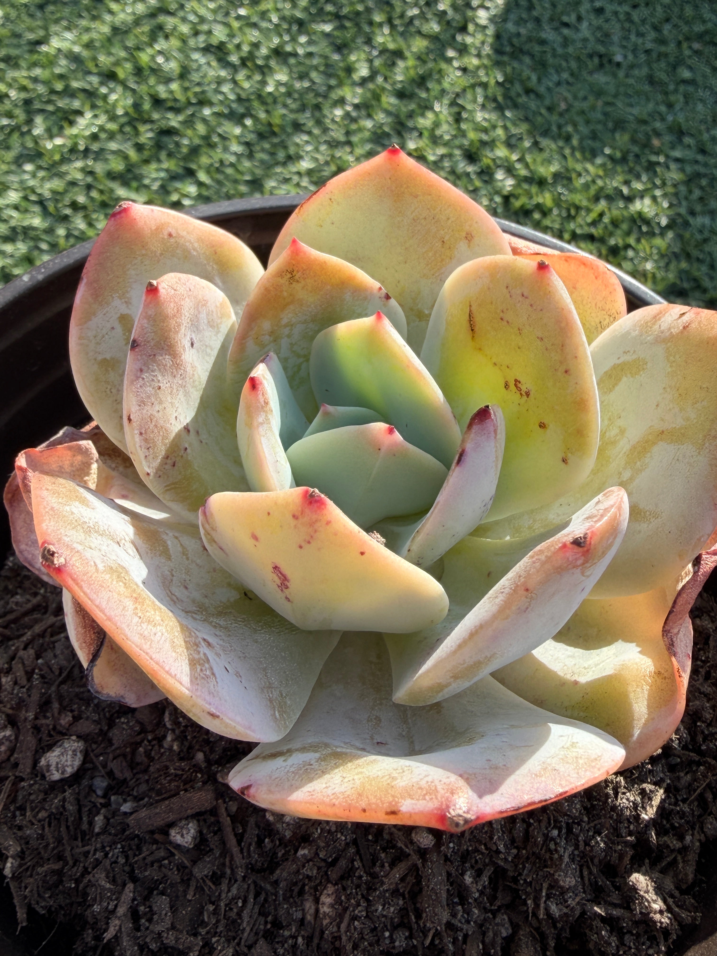 Rare Echeveria Hakuhou | Imported Live Succulent | Huamoo Amigo Farm