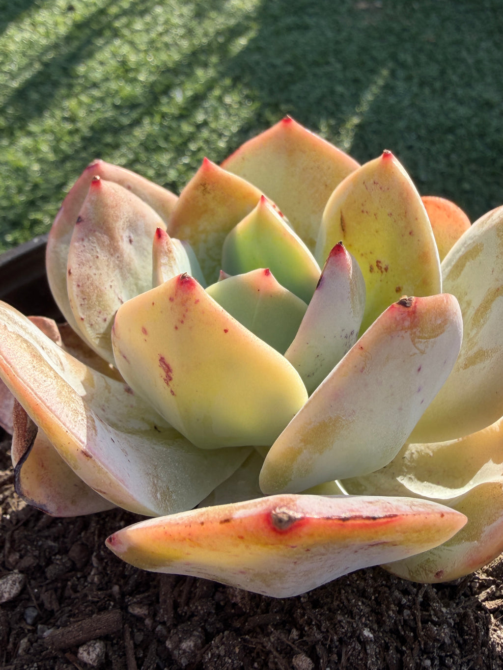 Rare Echeveria Hakuhou | Imported Live Succulent | Huamoo Amigo Farm