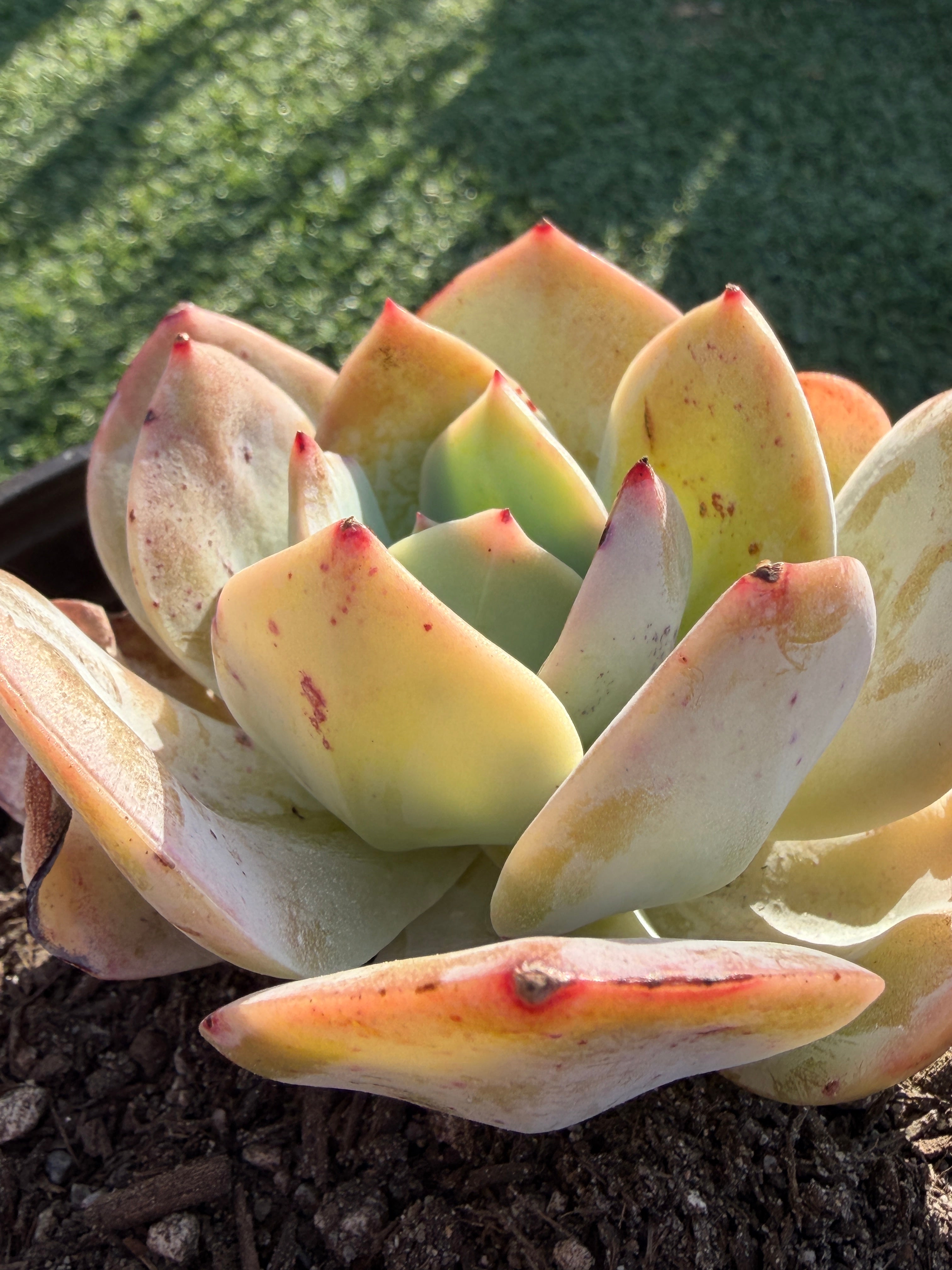 Rare Echeveria Hakuhou | Imported Live Succulent | Huamoo Amigo Farm