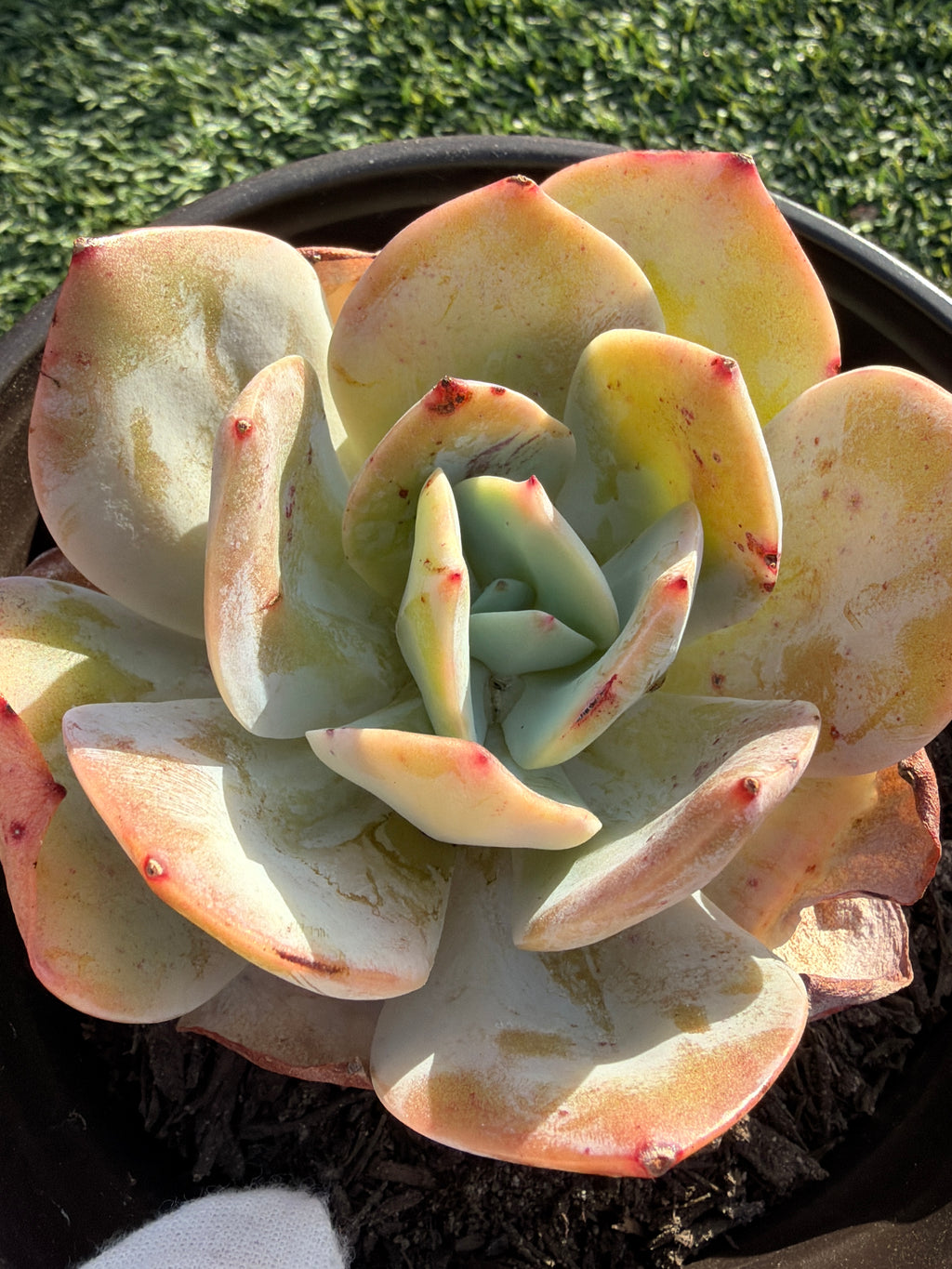 Rare Echeveria Hakuhou | Imported Live Succulent | Huamoo Amigo Farm