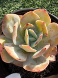 Rare Echeveria Hakuhou | Imported Live Succulent | Huamoo Amigo Farm