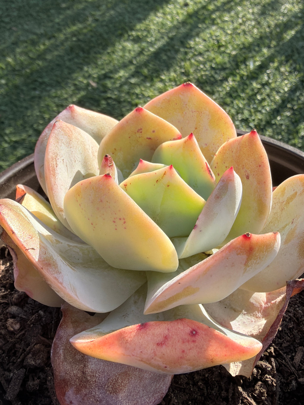 Rare Echeveria Hakuhou | Imported Live Succulent | Huamoo Amigo Farm