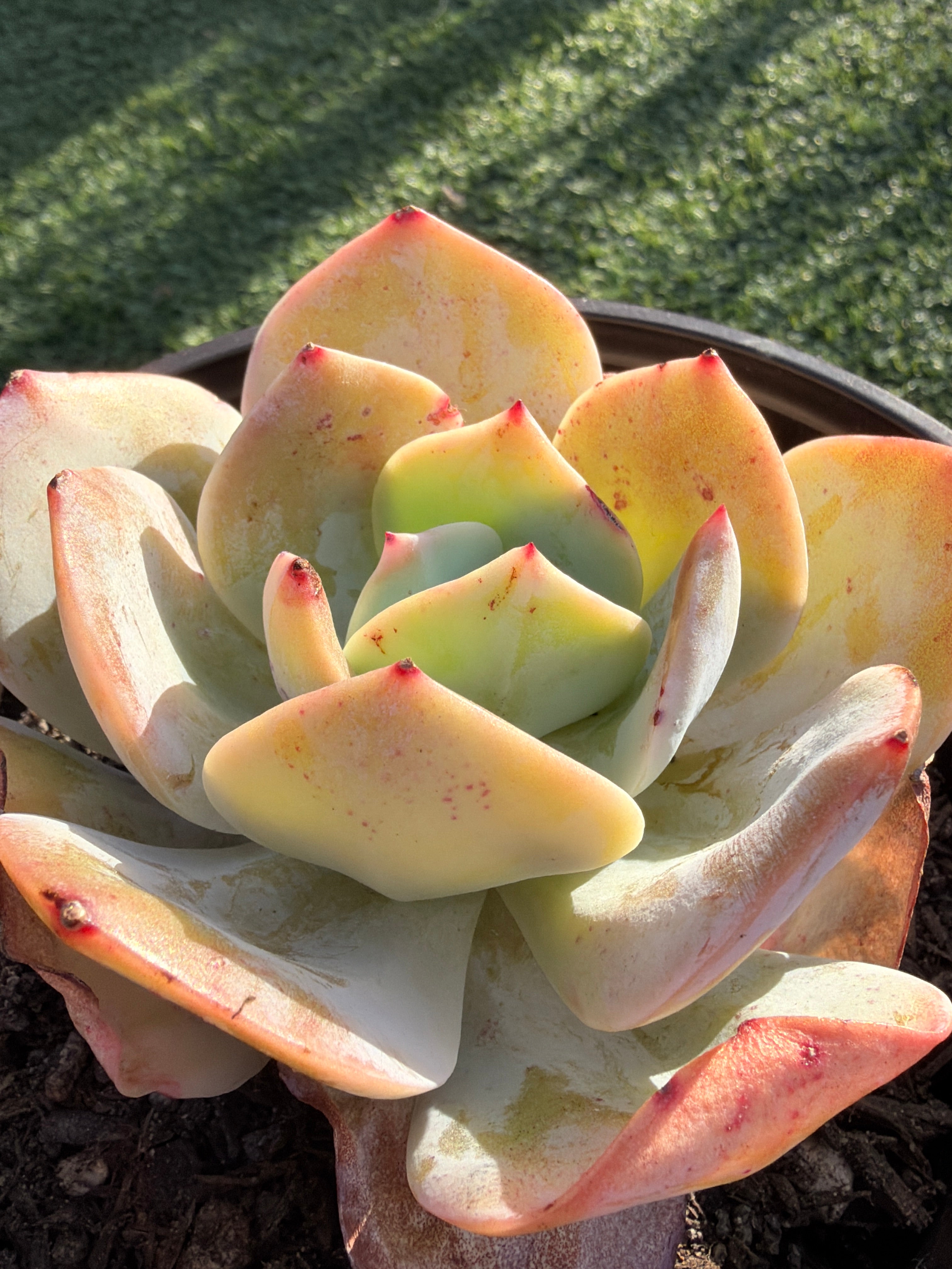 Rare Echeveria Hakuhou | Imported Live Succulent | Huamoo Amigo Farm
