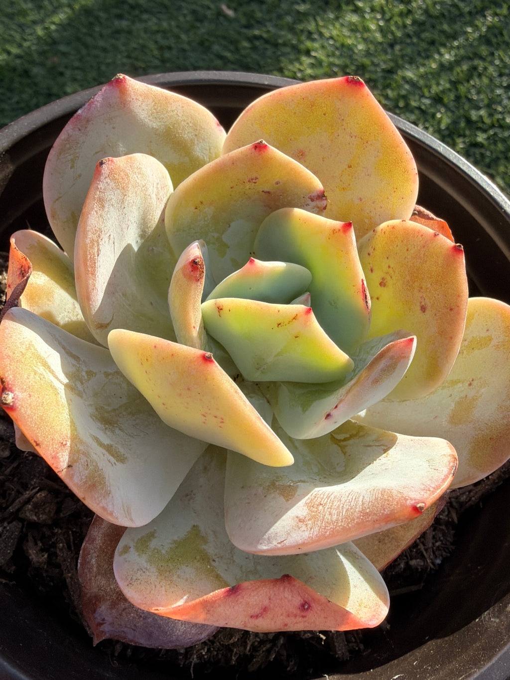 Rare Echeveria Hakuhou | Imported Live Succulent | Huamoo Amigo Farm