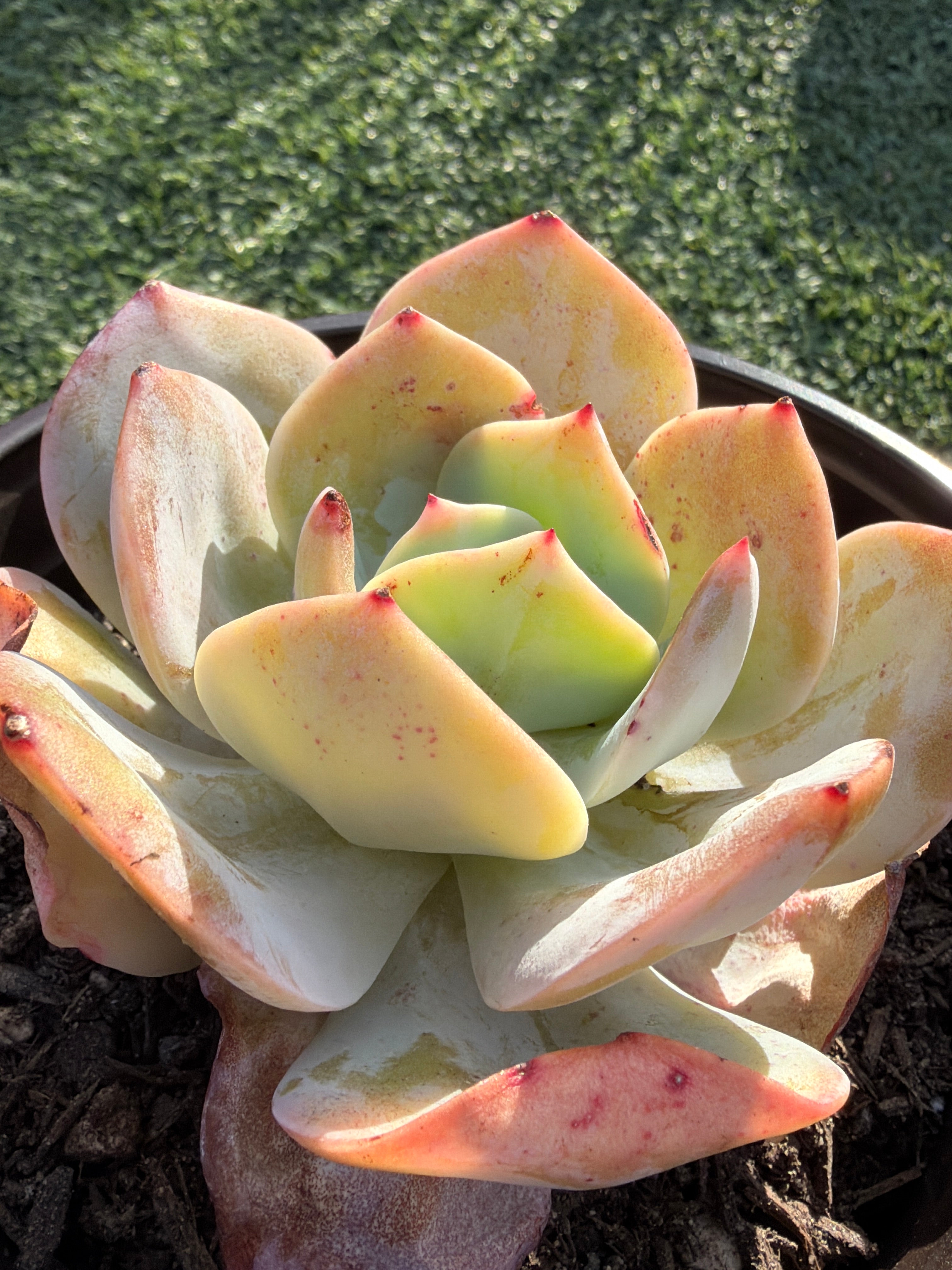 Rare Echeveria Hakuhou | Imported Live Succulent | Huamoo Amigo Farm