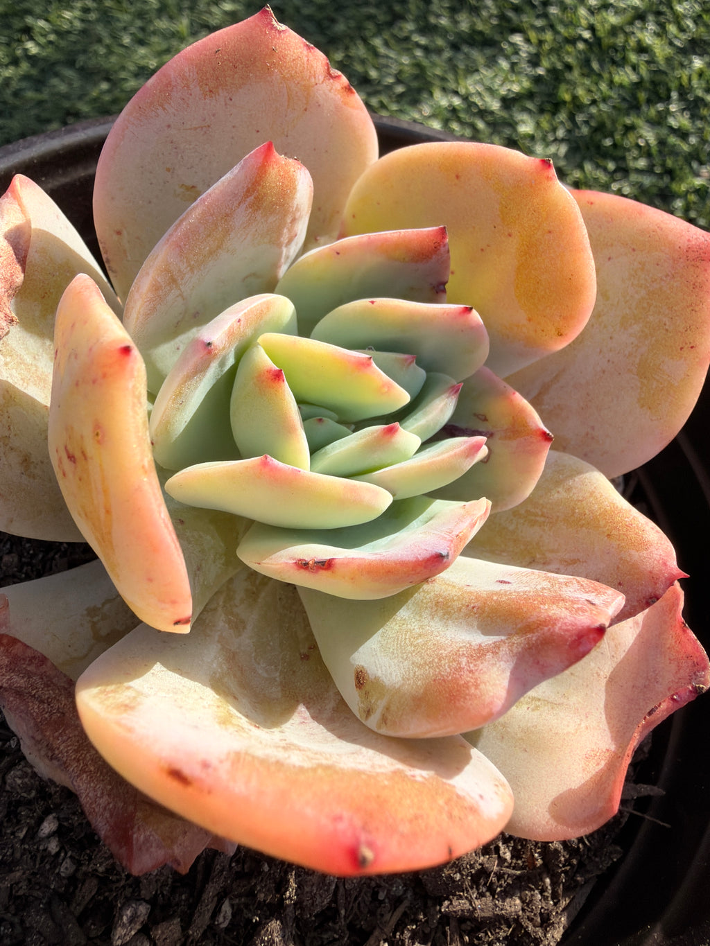 Rare Echeveria Hakuhou | Imported Live Succulent | Huamoo Amigo Farm