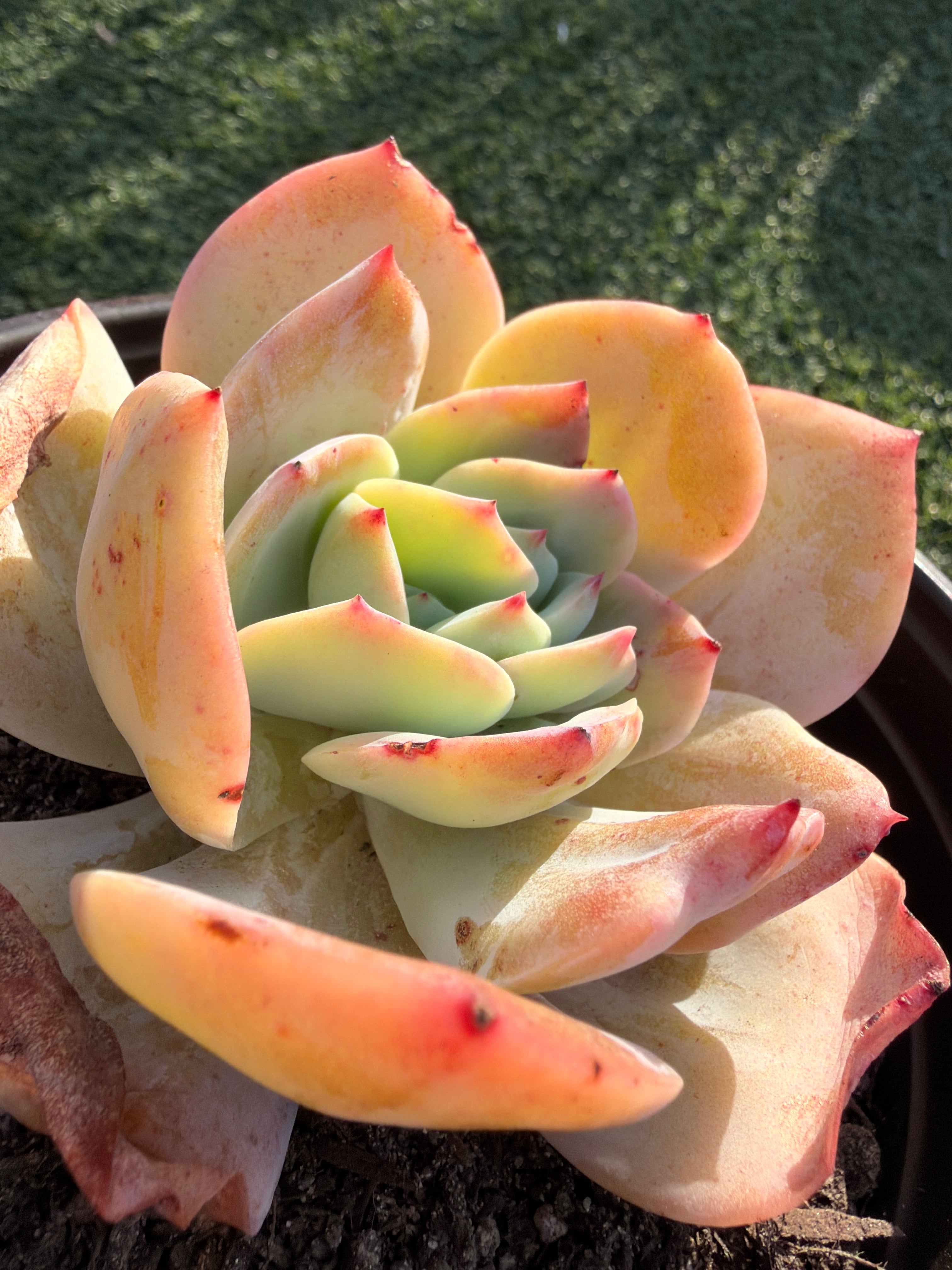 Rare Echeveria Hakuhou | Imported Live Succulent | Huamoo Amigo Farm