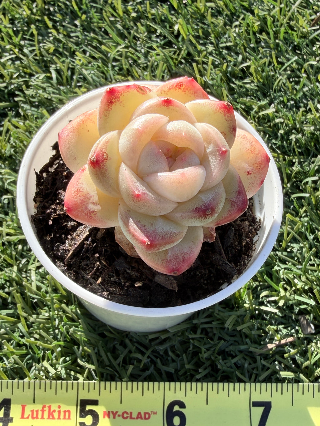 Rare Echeveria 'Junli' Succulent | Imported | Rooted 3” Live Plant | Shipped from California