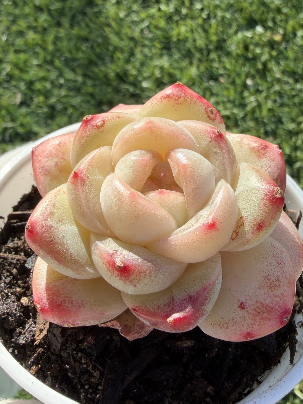 Rare Echeveria 'Junli' Succulent | Imported | Rooted 3” Live Plant | Shipped from California