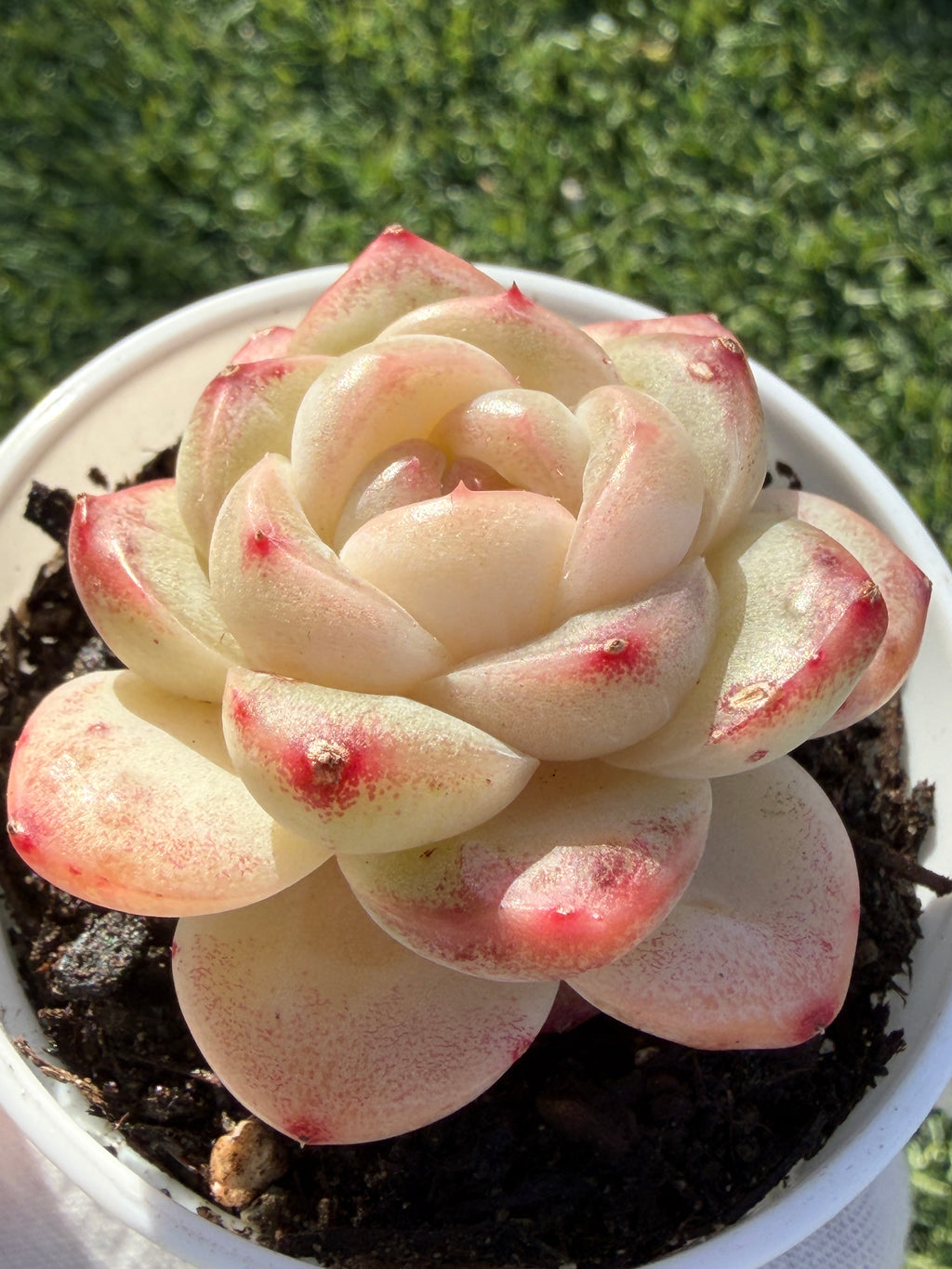 Rare Echeveria 'Junli' Succulent | Imported | Rooted 3” Live Plant | Shipped from California