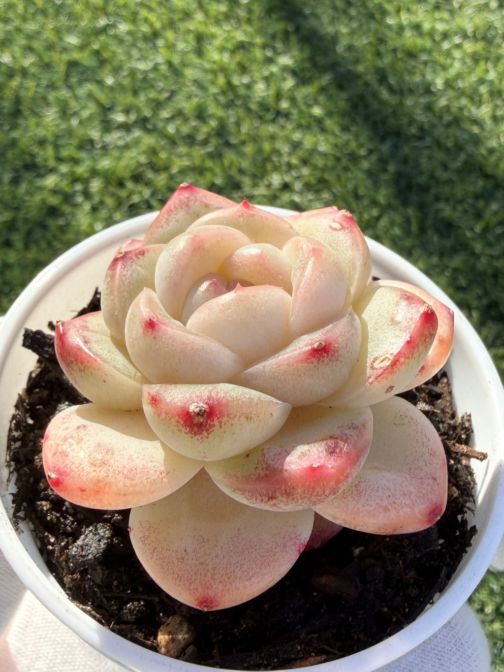 Rare Echeveria 'Junli' Succulent | Imported | Rooted 3” Live Plant | Shipped from California