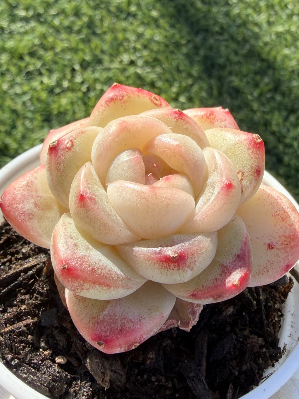 Rare Echeveria 'Junli' Succulent | Imported | Rooted 3” Live Plant | Shipped from California