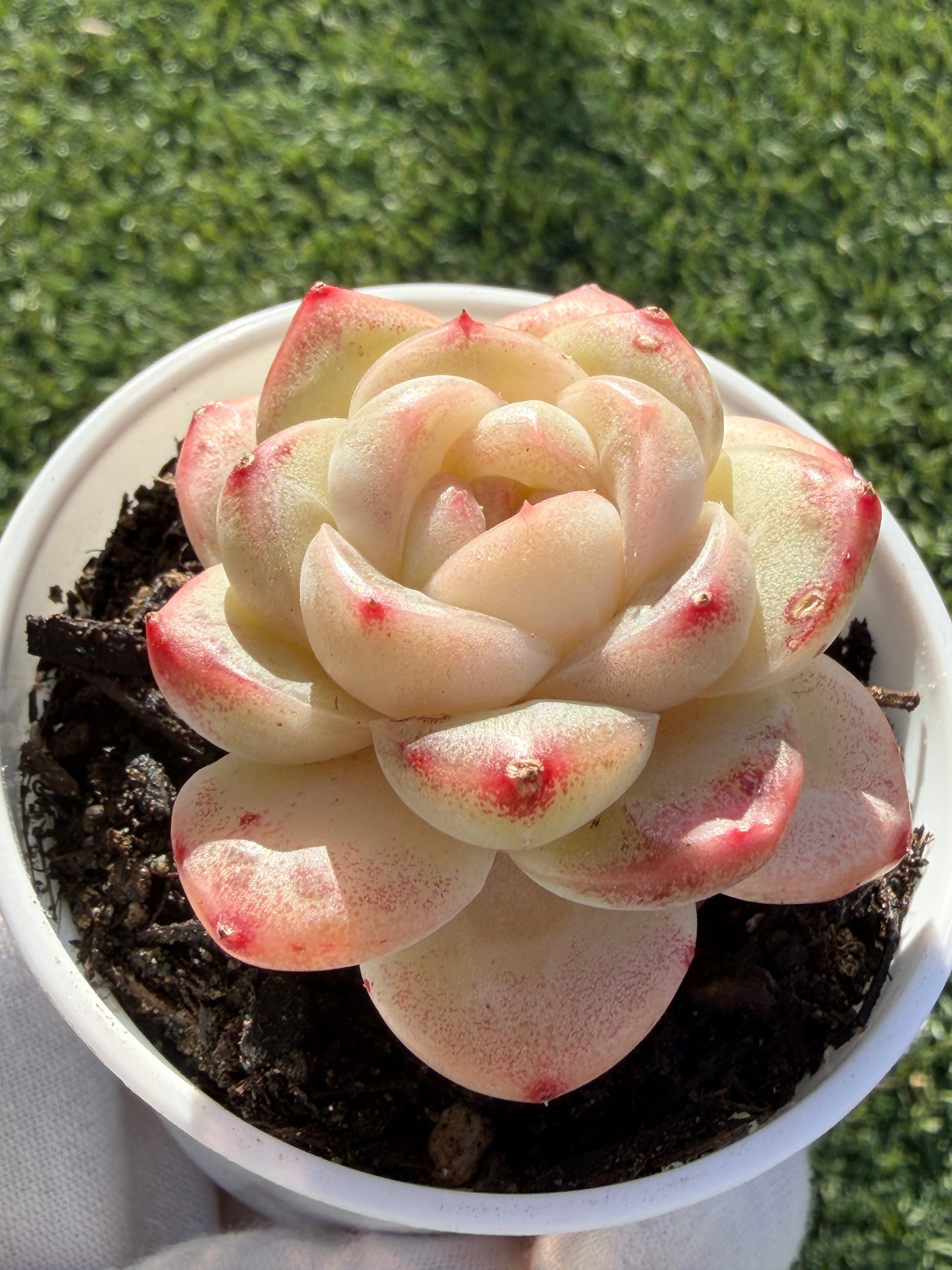 Rare Echeveria 'Junli' Succulent | Imported | Rooted 3” Live Plant | Shipped from California