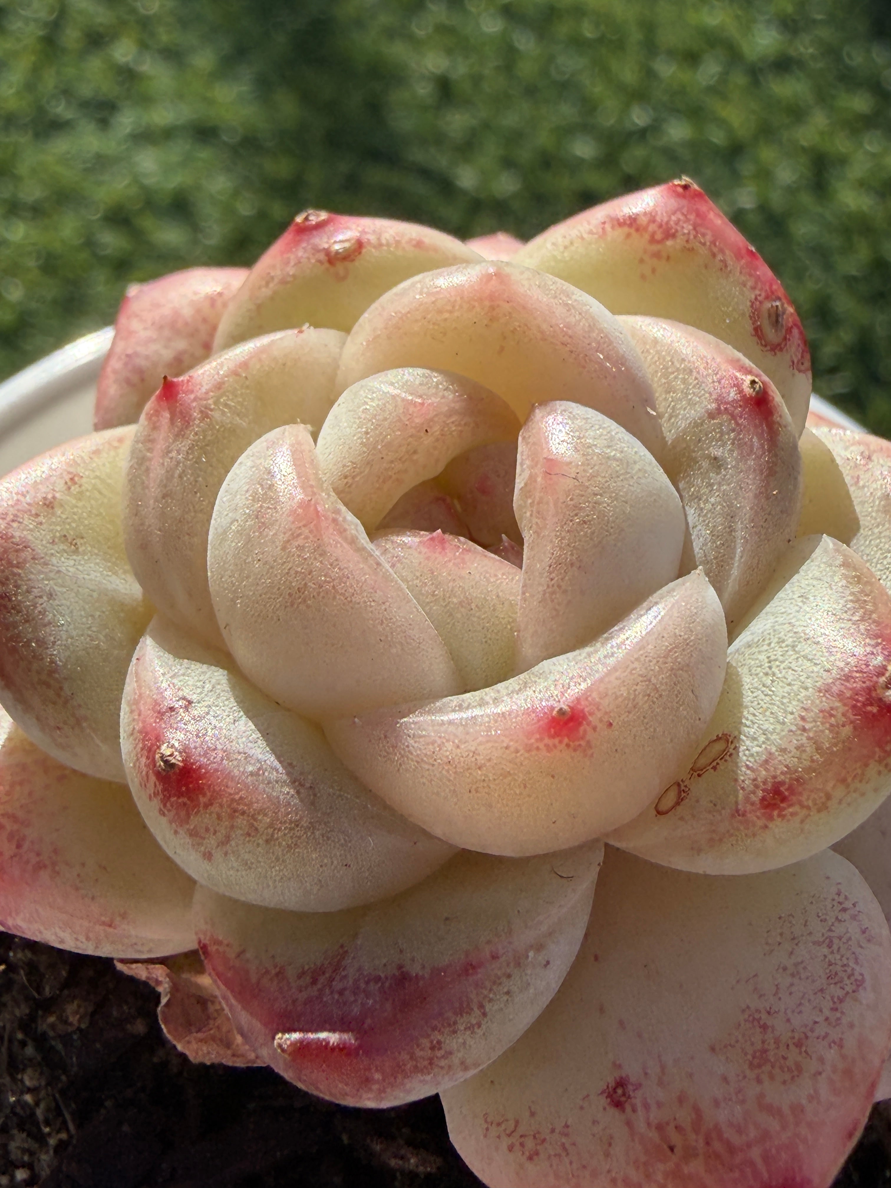 Rare Echeveria 'Junli' Succulent | Imported | Rooted 3” Live Plant | Shipped from California