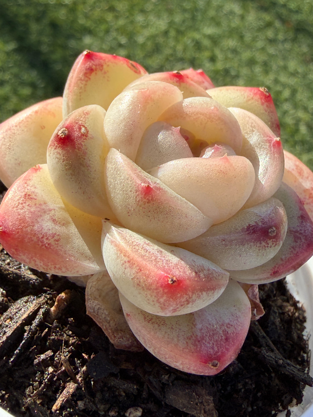 Rare Echeveria 'Junli' Succulent | Imported | Rooted 3” Live Plant | Shipped from California