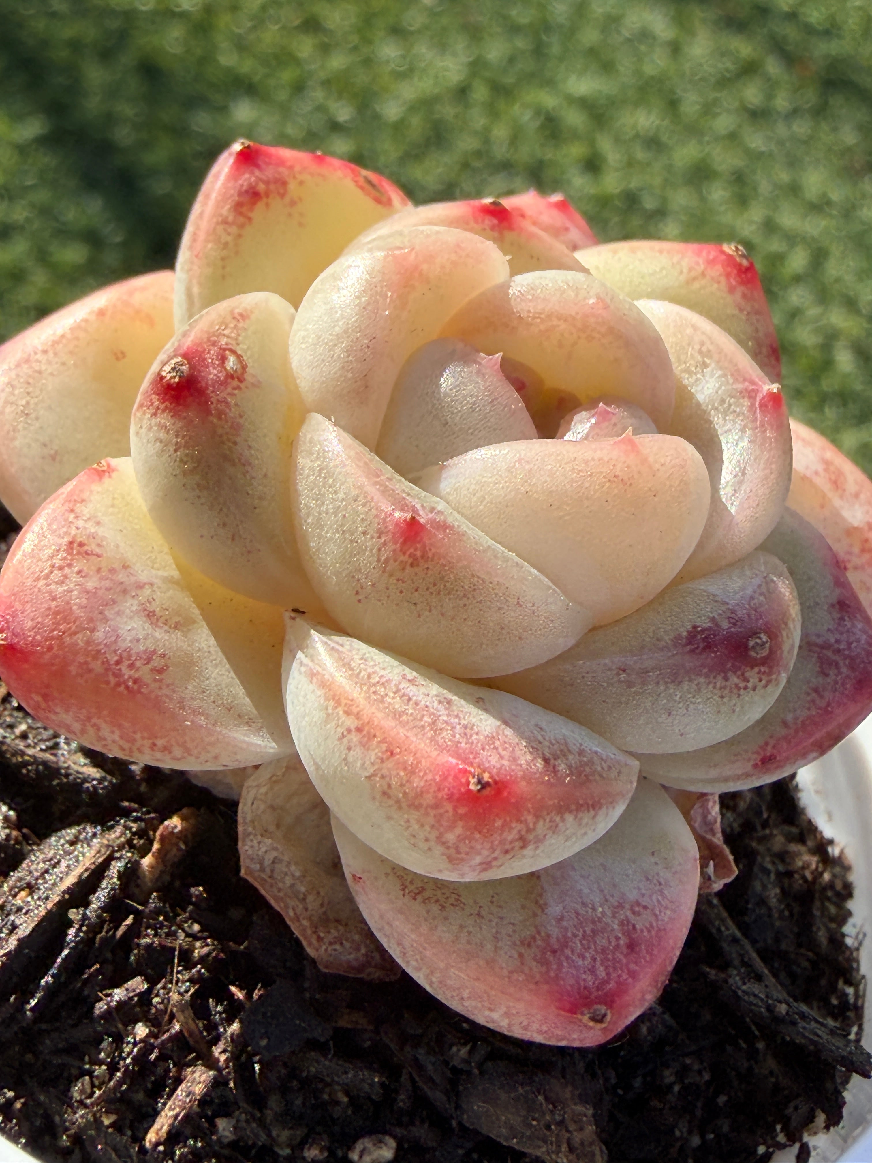 Rare Echeveria 'Junli' Succulent | Imported | Rooted 3” Live Plant | Shipped from California