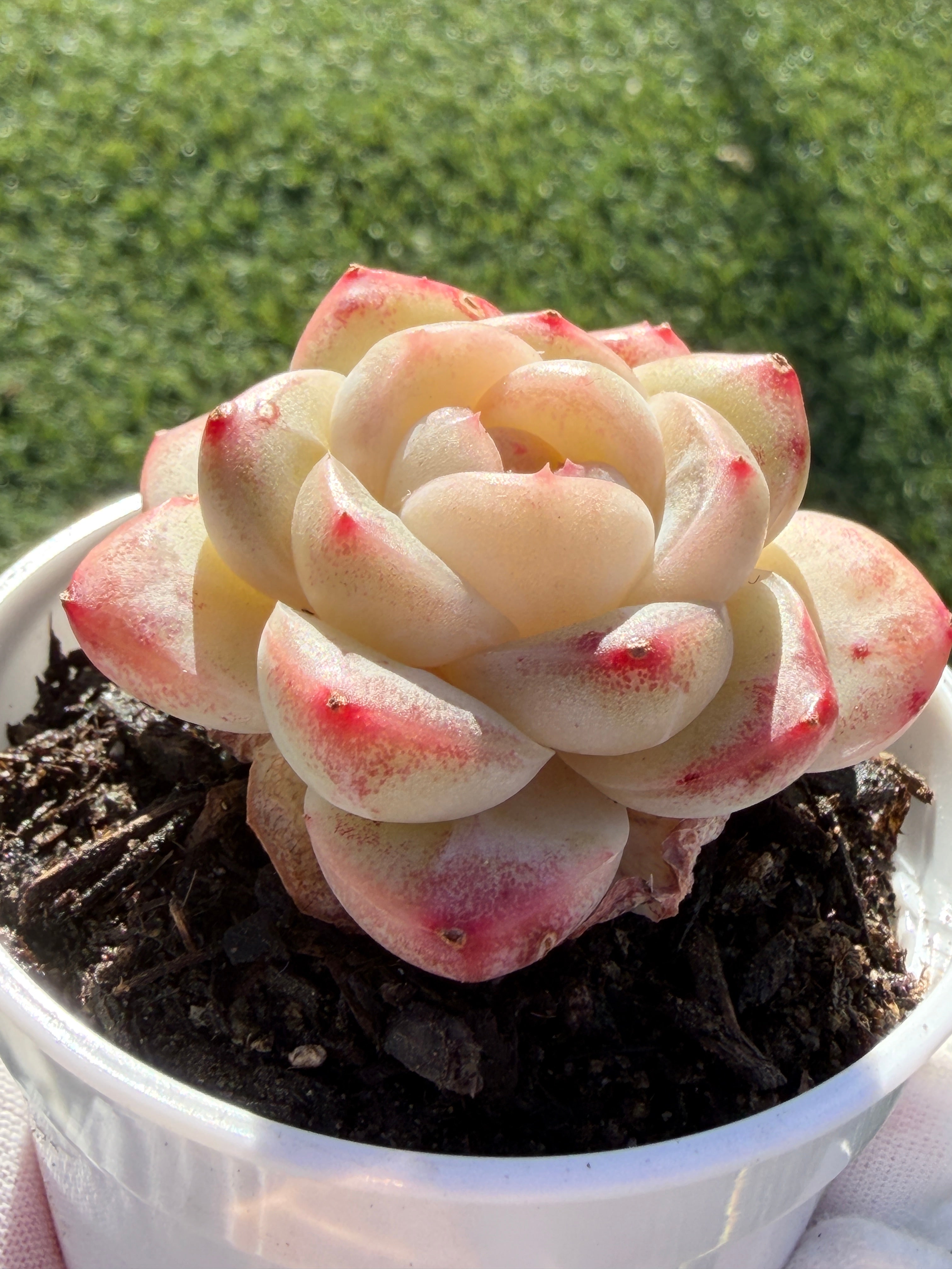 Rare Echeveria 'Junli' Succulent | Imported | Rooted 3” Live Plant | Shipped from California