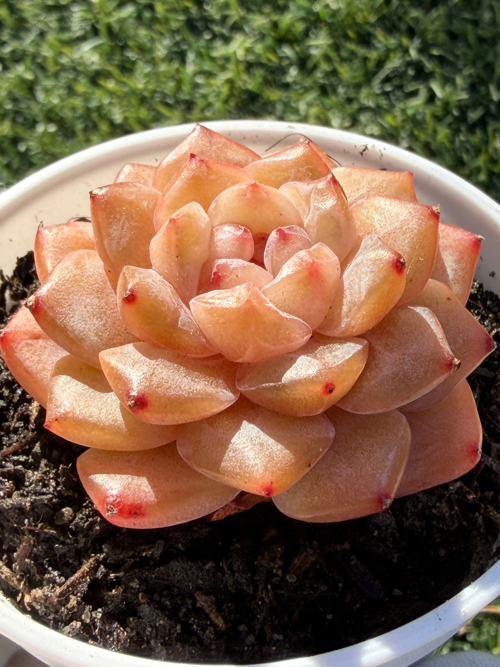 Rare Echeveria Jenny Series Succulent | Imported | Rooted 3” Live Plant | USDA-APHIS Legal | Shipped from California