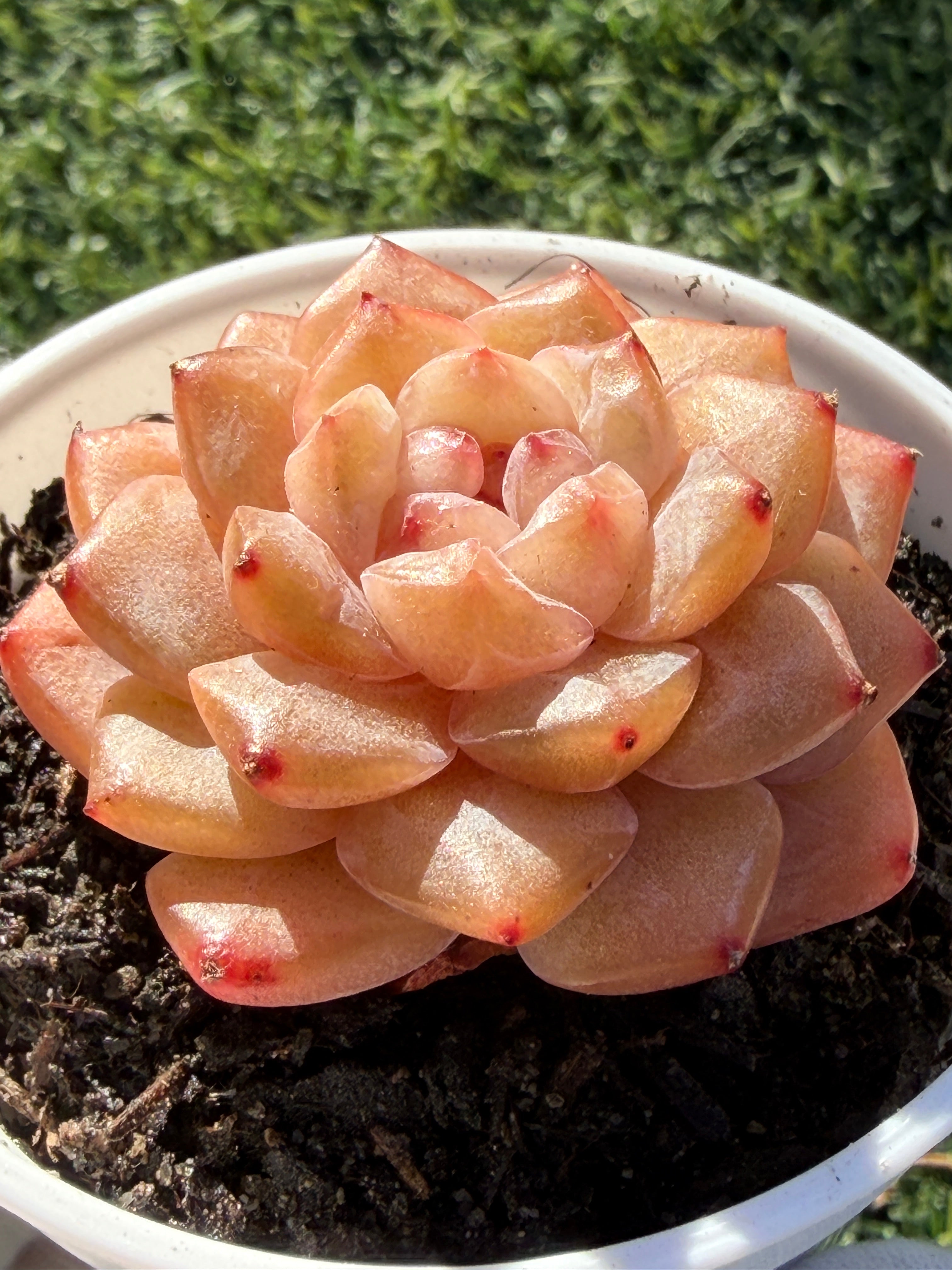 Rare Echeveria Jenny Series Succulent | Imported | Rooted 3” Live Plant | USDA-APHIS Legal | Shipped from California