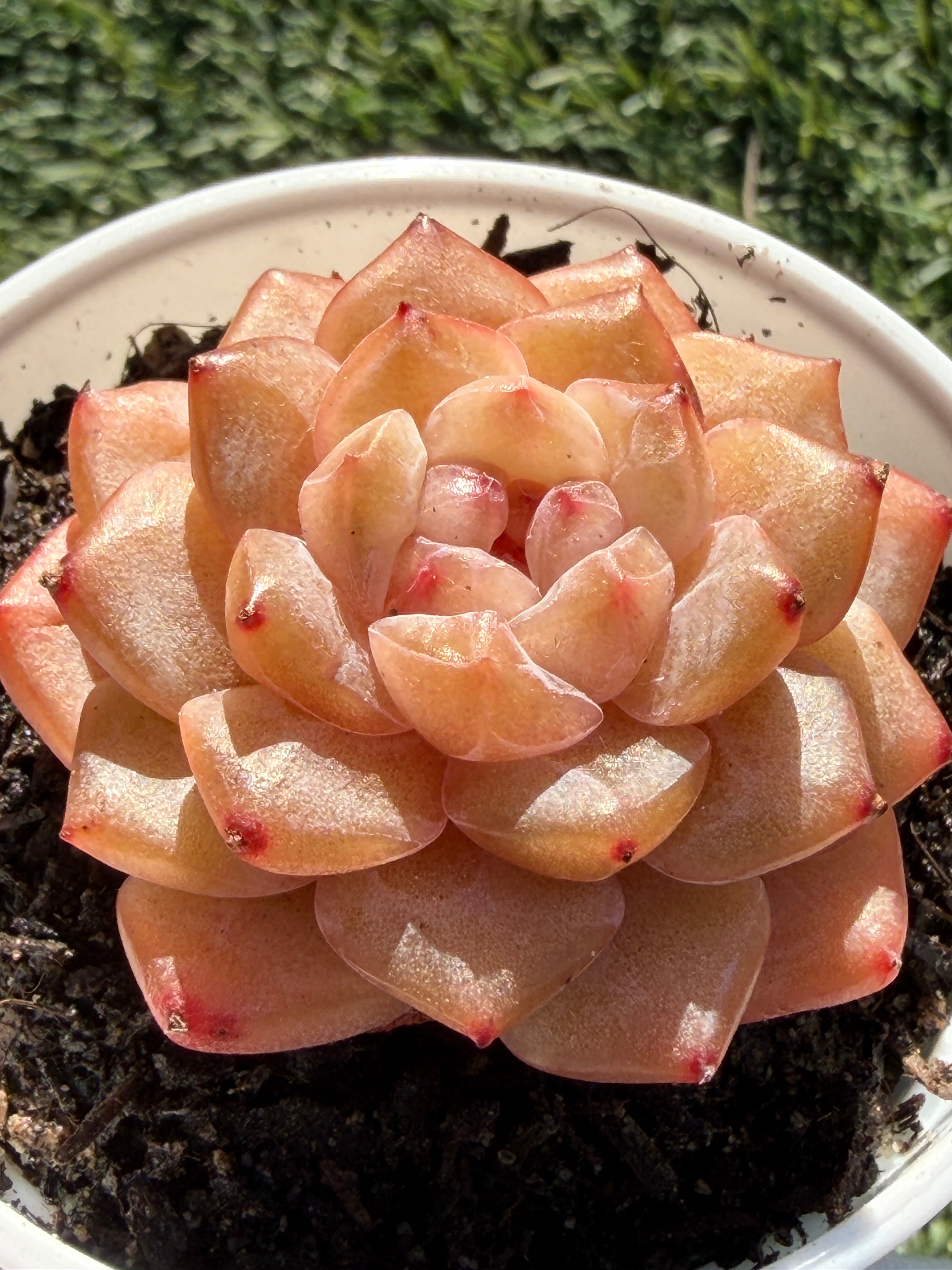 Rare Echeveria Jenny Series Succulent | Imported | Rooted 3” Live Plant | USDA-APHIS Legal | Shipped from California
