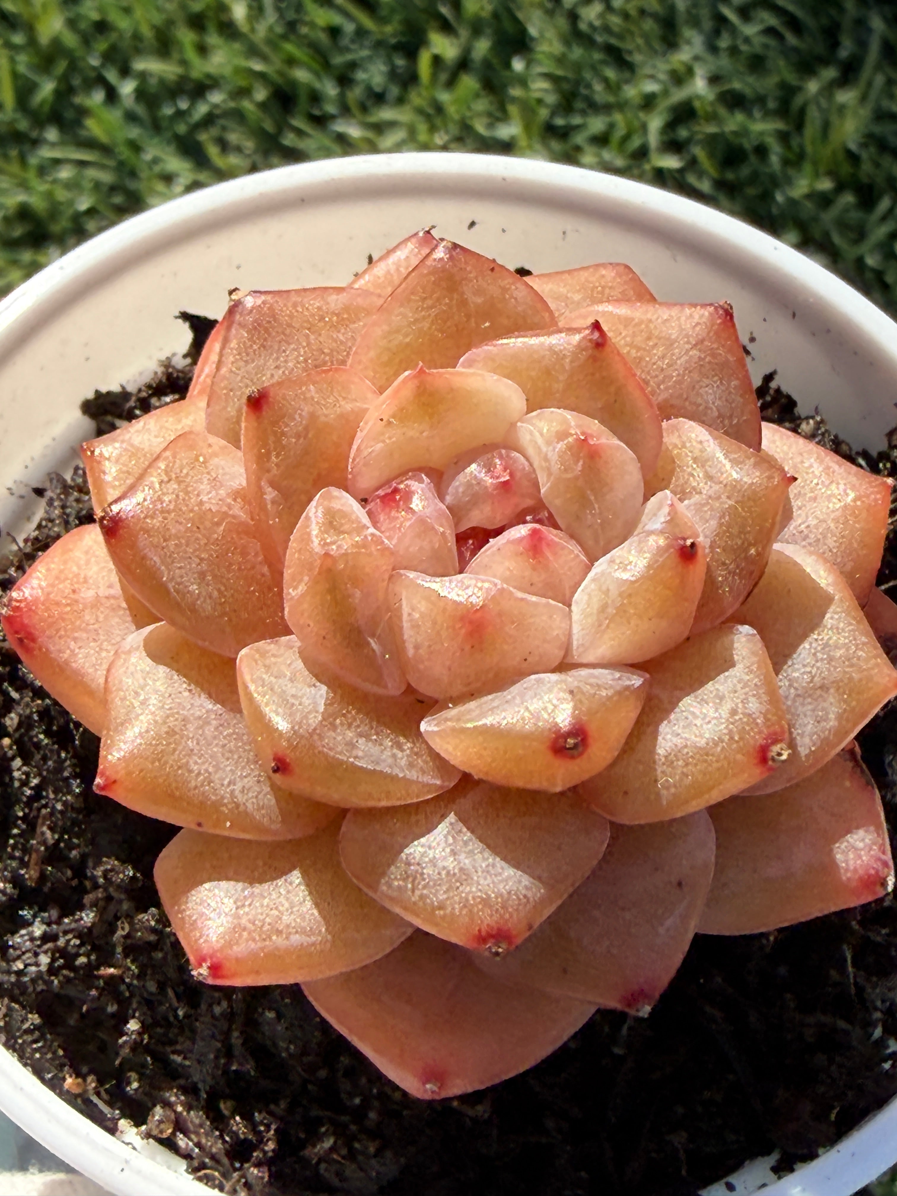 Rare Echeveria Jenny Series Succulent | Imported | Rooted 3” Live Plant | USDA-APHIS Legal | Shipped from California