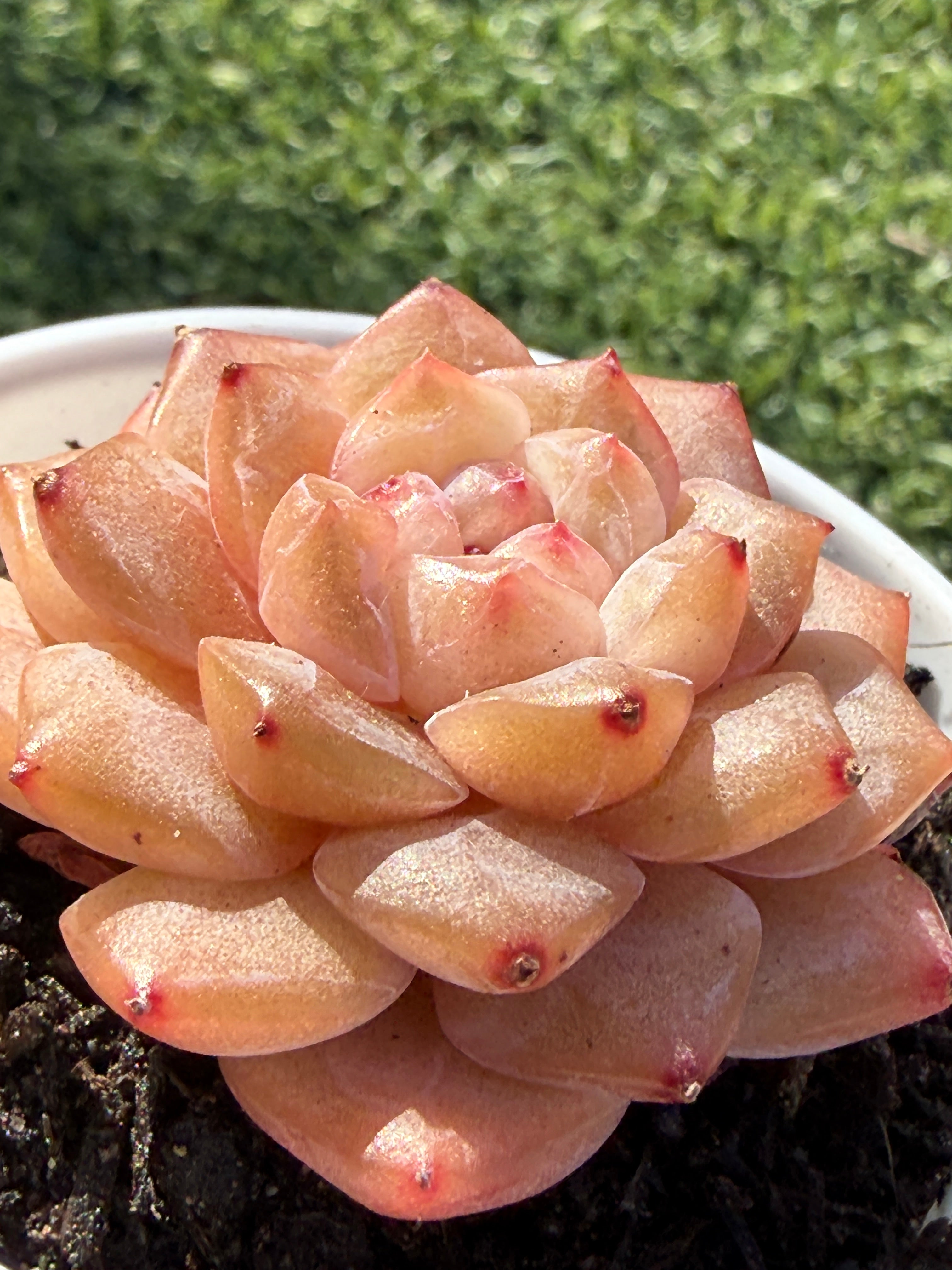 Rare Echeveria Jenny Series Succulent | Imported | Rooted 3” Live Plant | USDA-APHIS Legal | Shipped from California