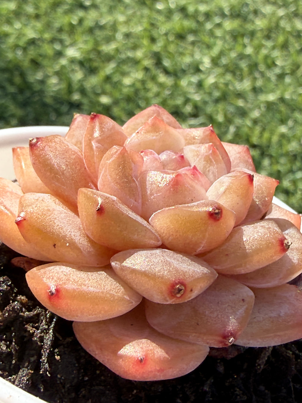 Rare Echeveria Jenny Series Succulent | Imported | Rooted 3” Live Plant | USDA-APHIS Legal | Shipped from California