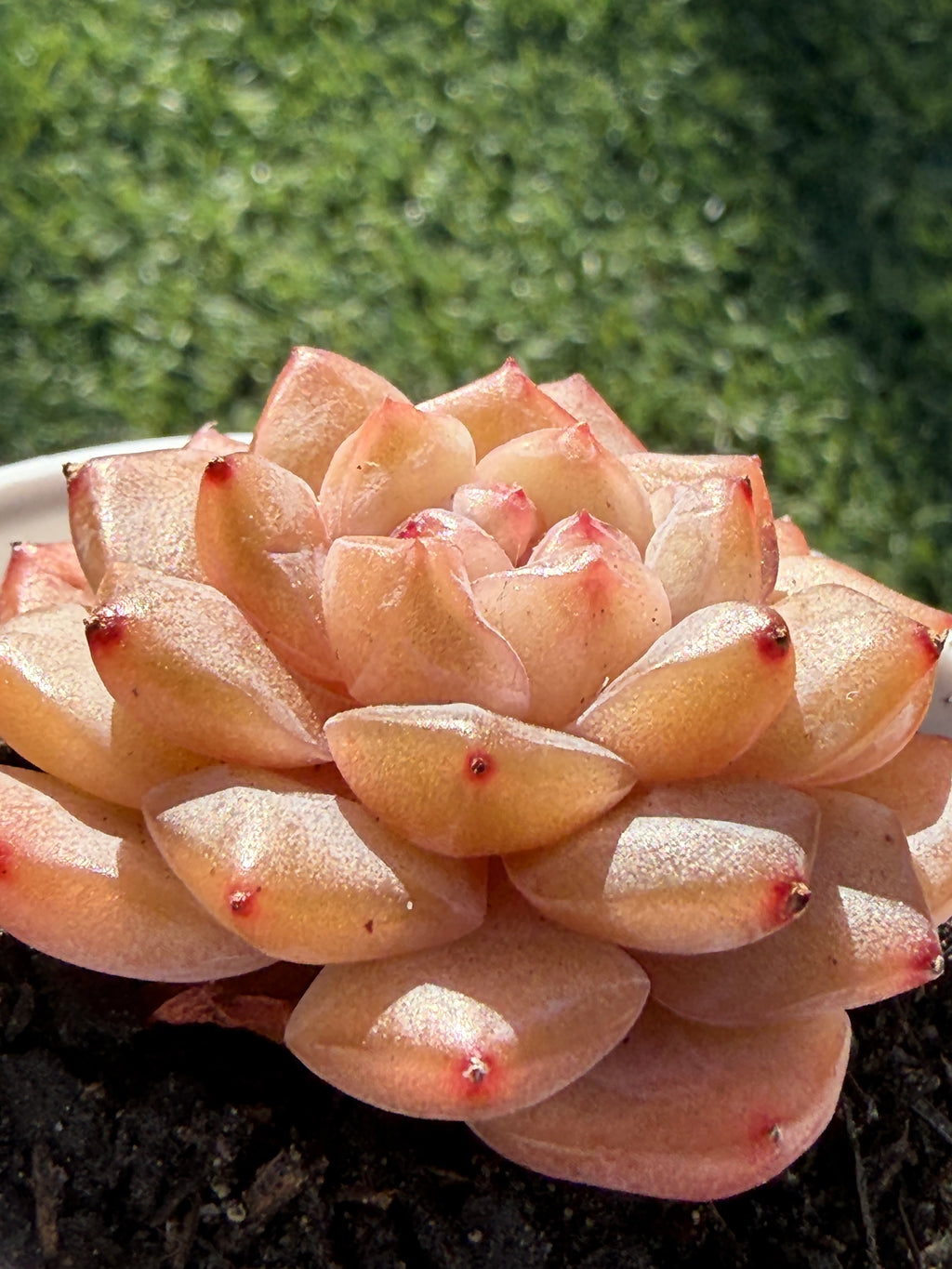 Rare Echeveria Jenny Series Succulent | Imported | Rooted 3” Live Plant | USDA-APHIS Legal | Shipped from California
