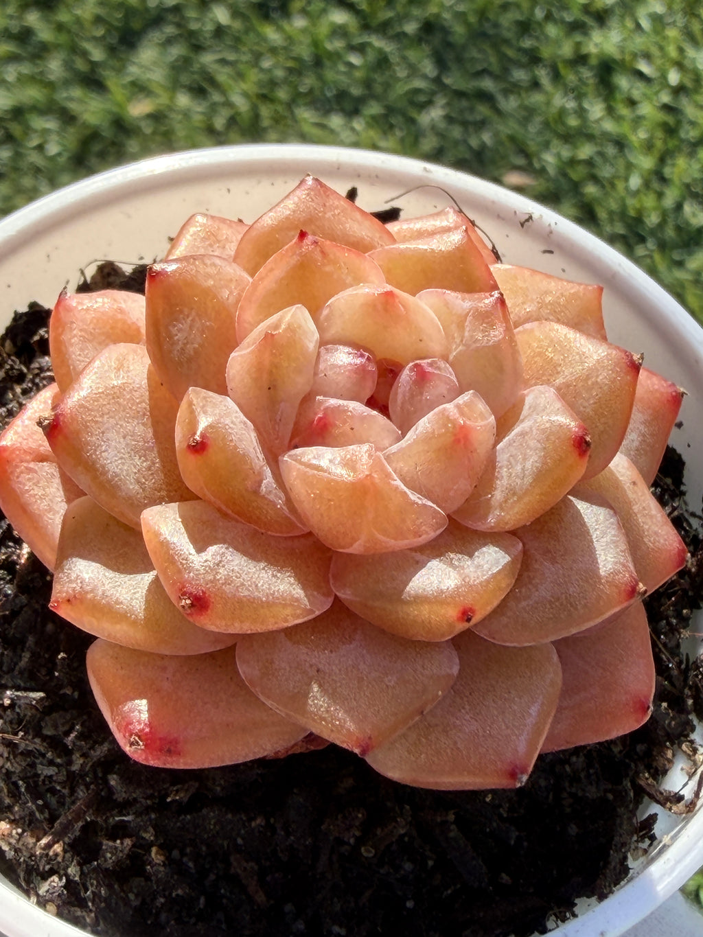 Rare Echeveria Jenny Series Succulent | Imported | Rooted 3” Live Plant | USDA-APHIS Legal | Shipped from California