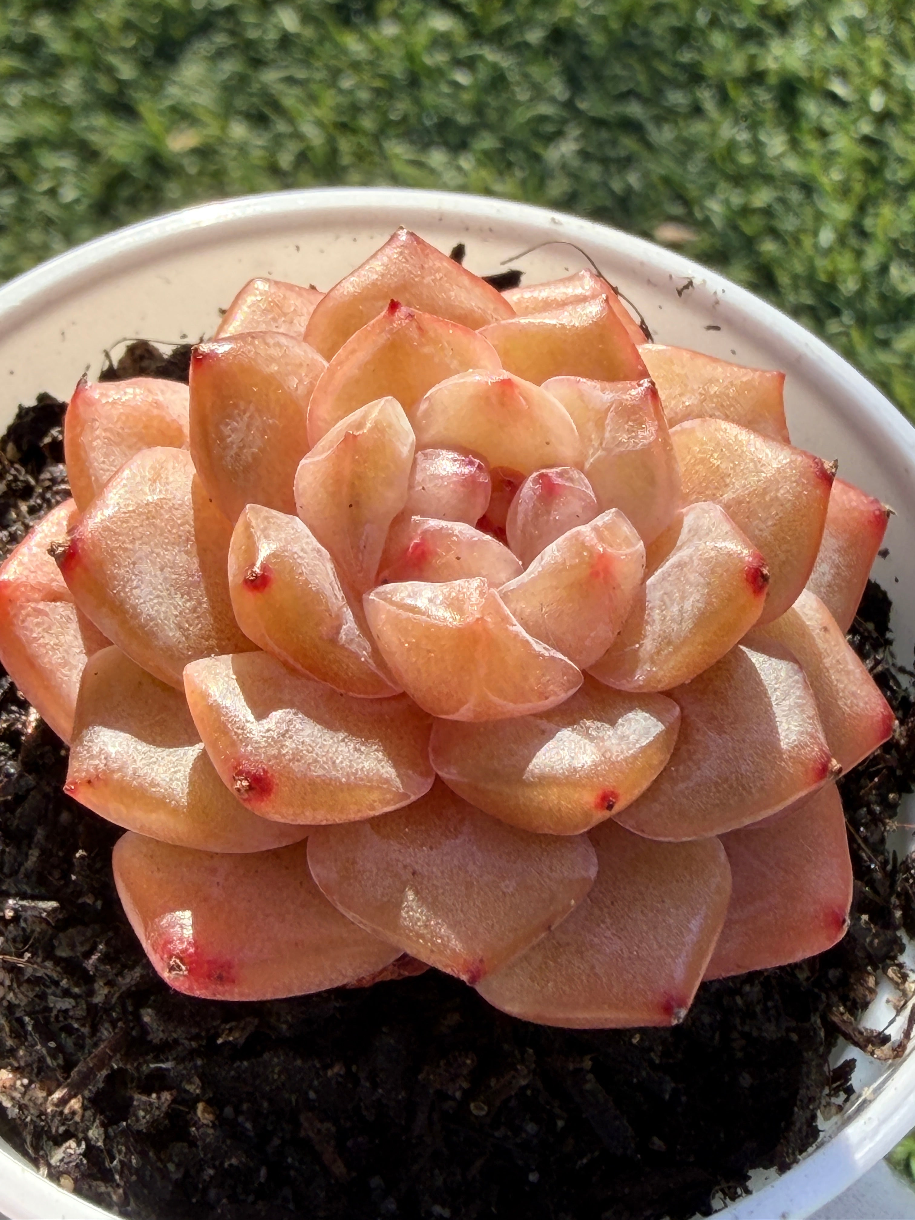 Rare Echeveria Jenny Series Succulent | Imported | Rooted 3” Live Plant | USDA-APHIS Legal | Shipped from California